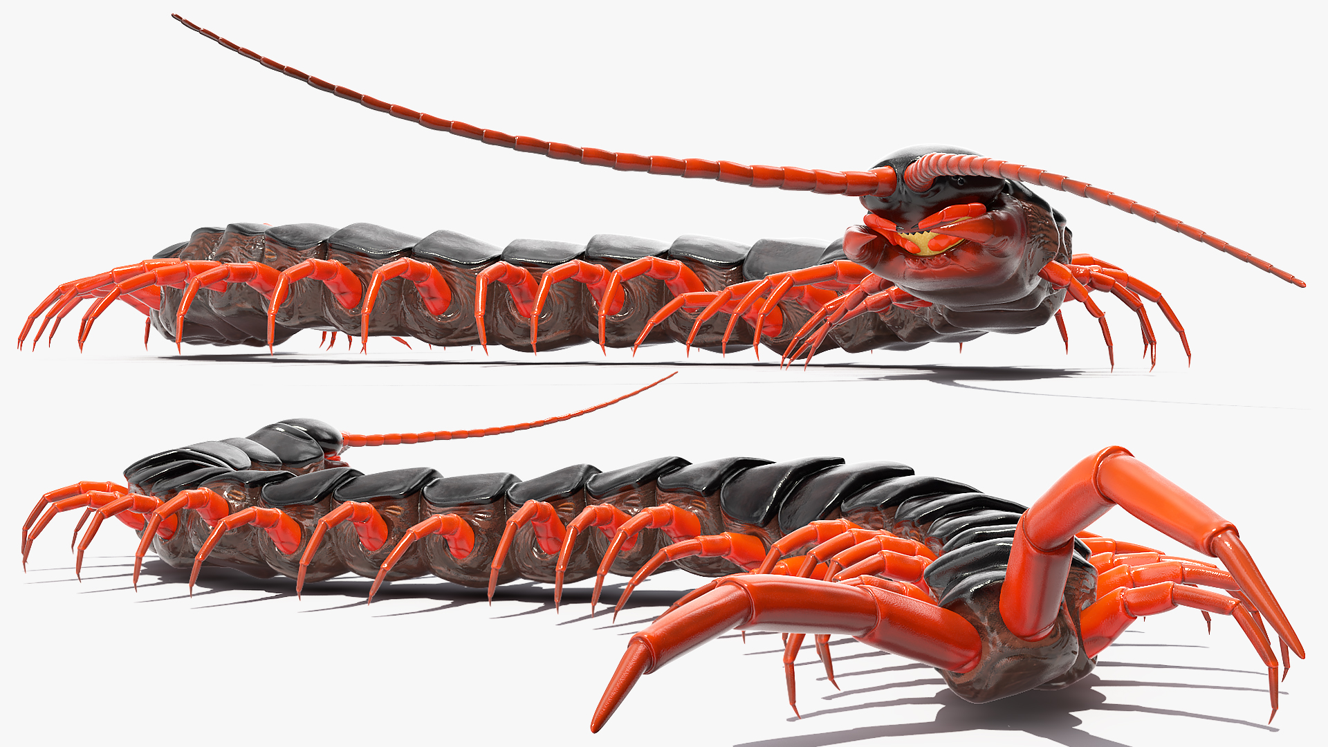 3D model Scolopendra Subspinipes Rigged