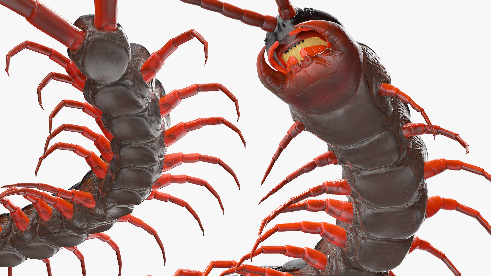 3D model Scolopendra Subspinipes Rigged