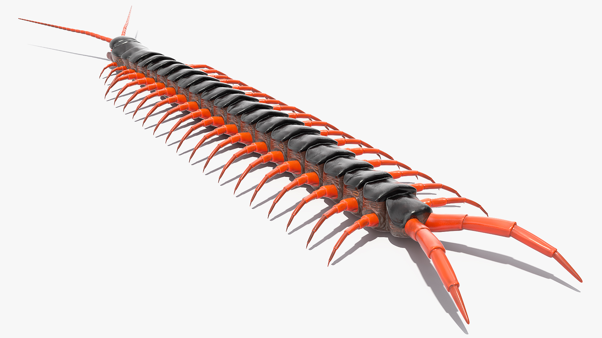 3D model Scolopendra Subspinipes Rigged