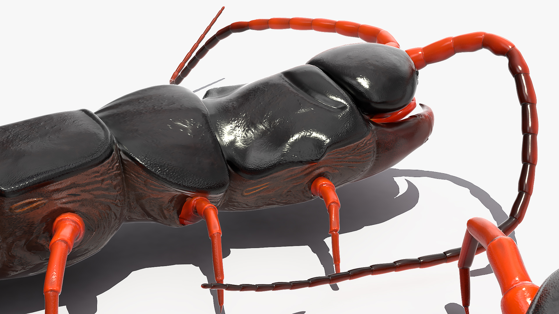 3D model Scolopendra Subspinipes Rigged