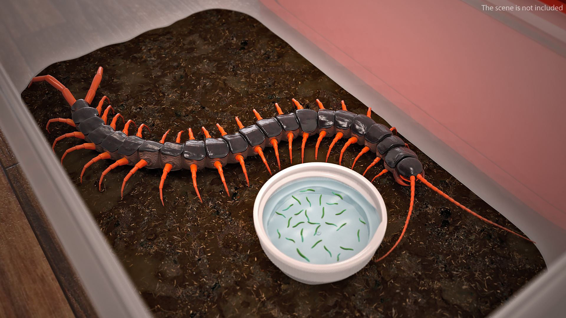 3D model Scolopendra Subspinipes Rigged