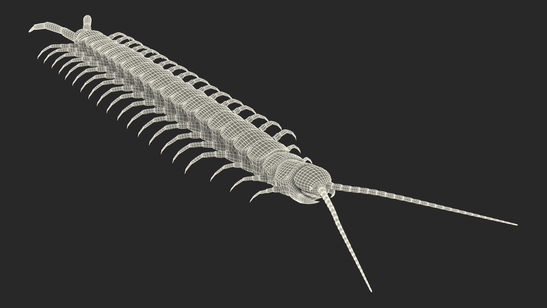 3D model Scolopendra Subspinipes Rigged