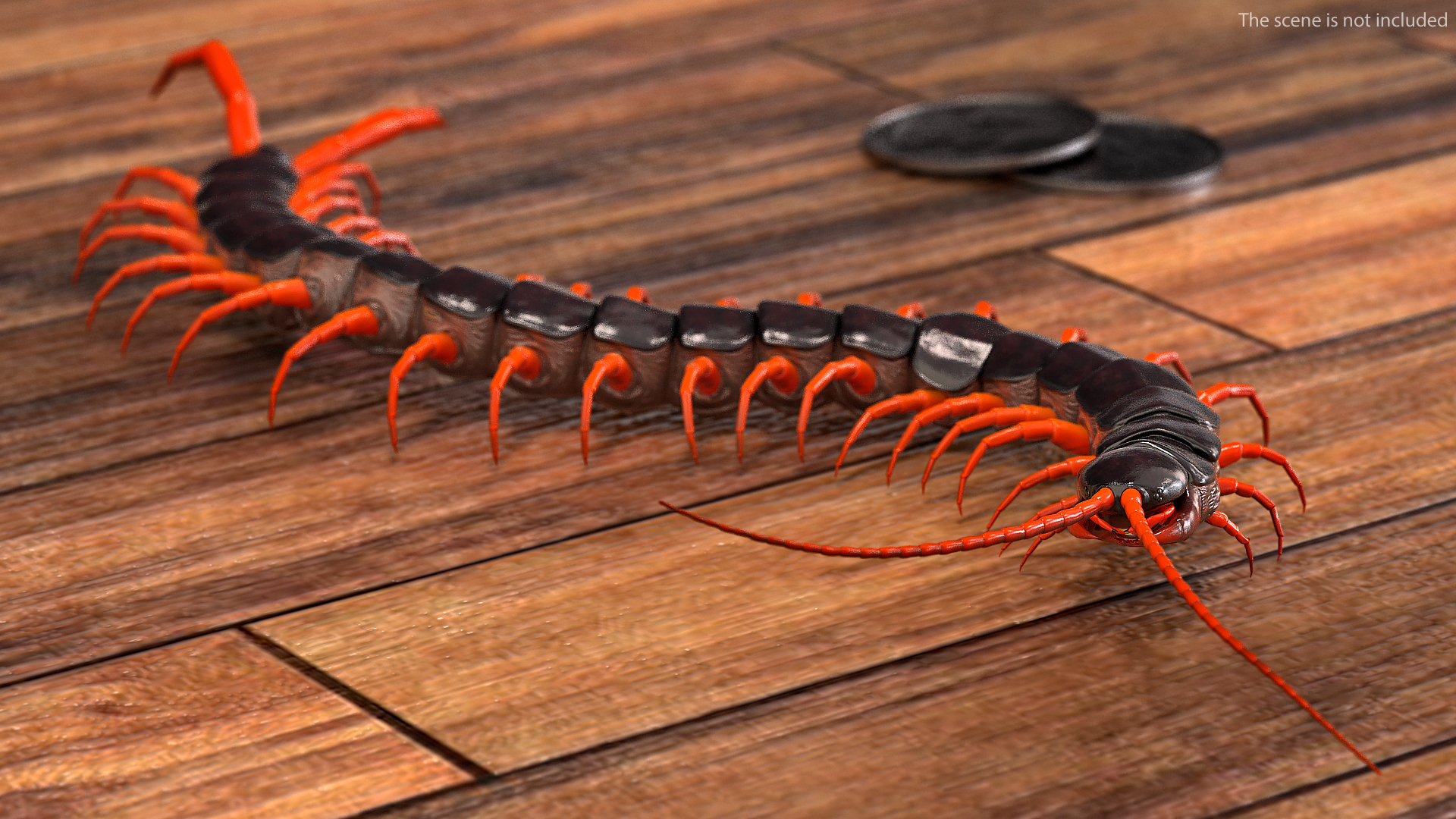 3D model Scolopendra Subspinipes Rigged