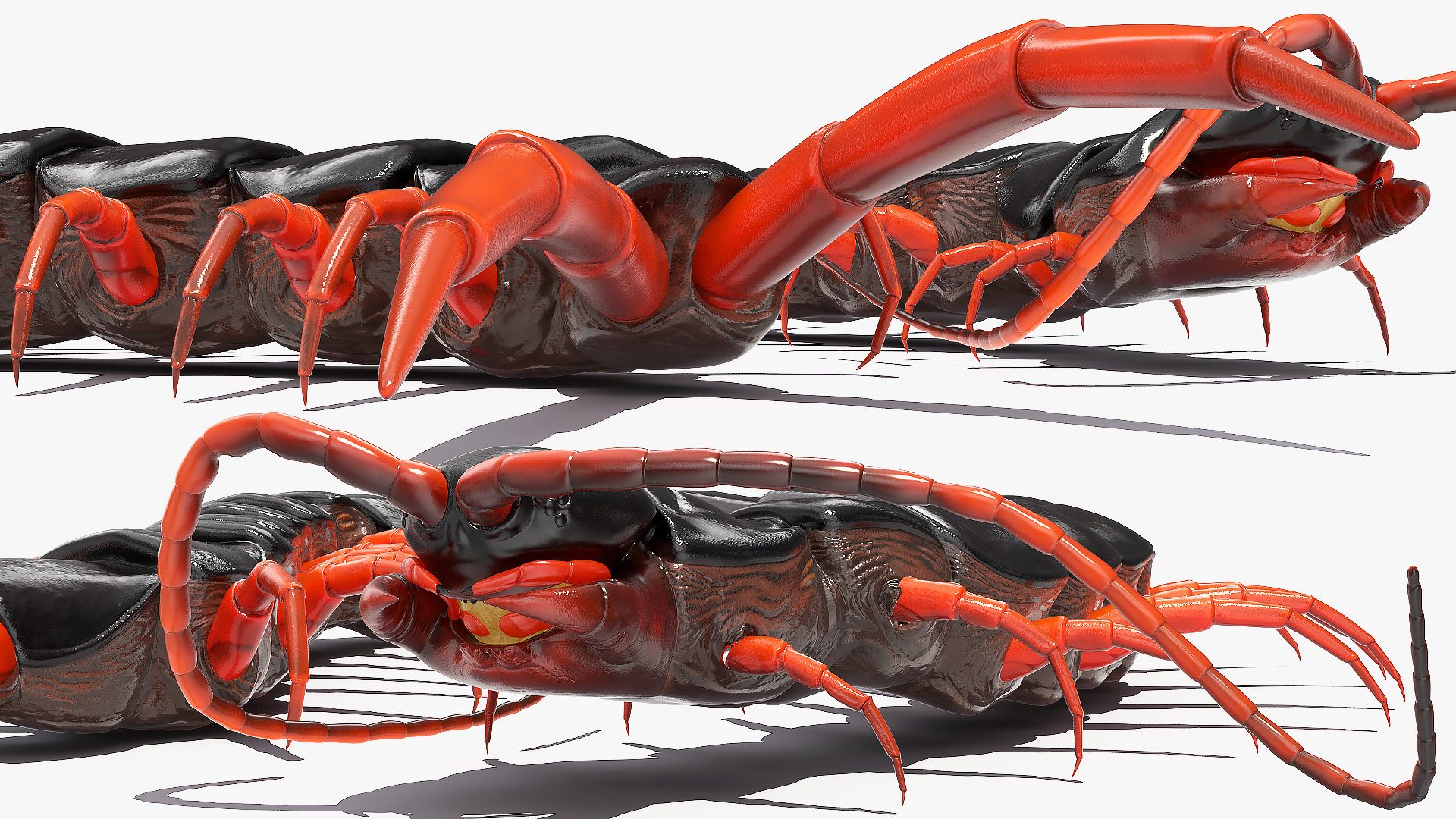 3D model Scolopendra Subspinipes Rigged