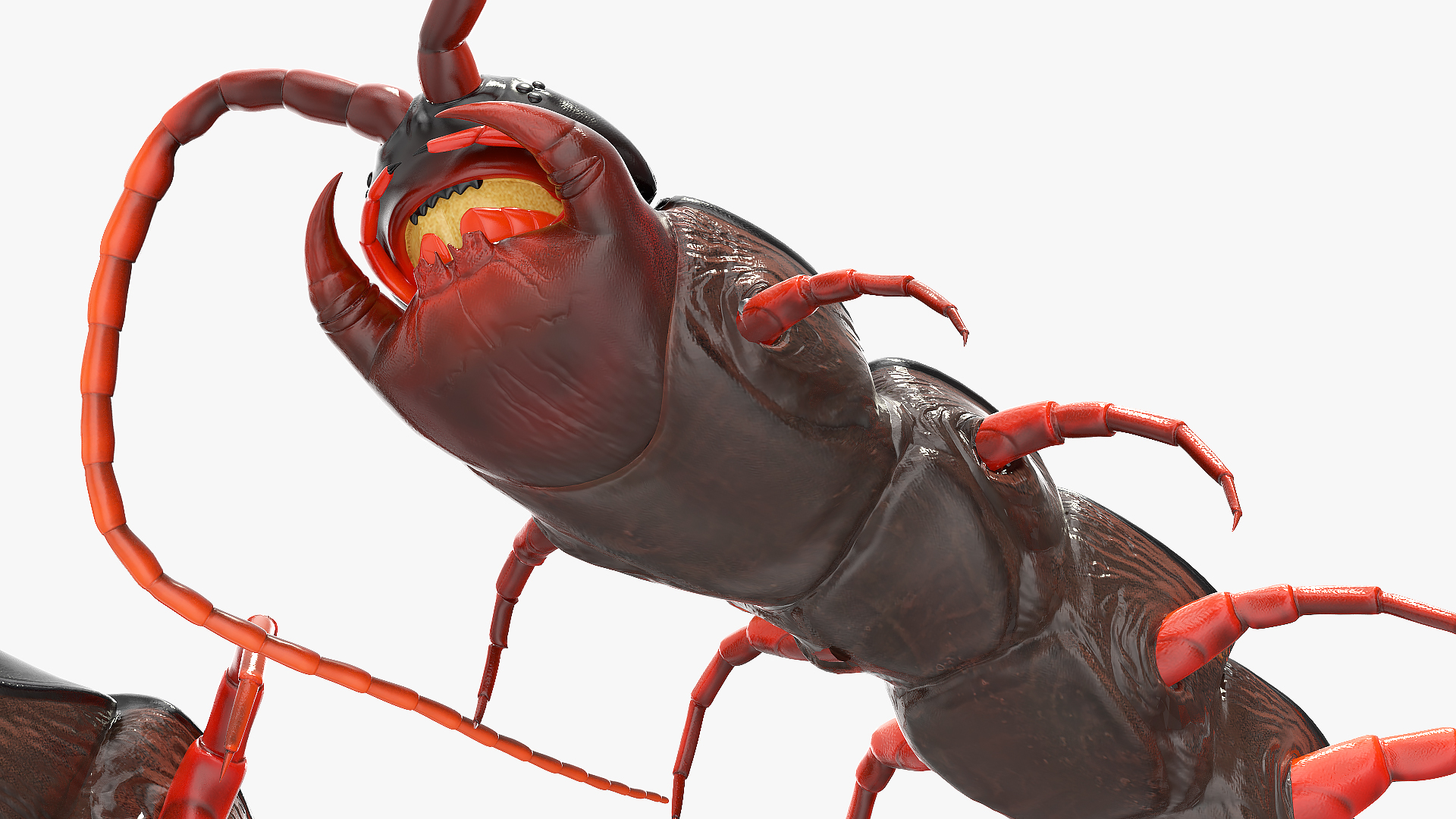 3D model Scolopendra Subspinipes Rigged