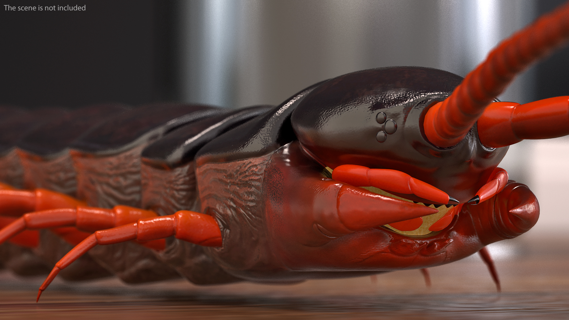 3D model Scolopendra Subspinipes Rigged