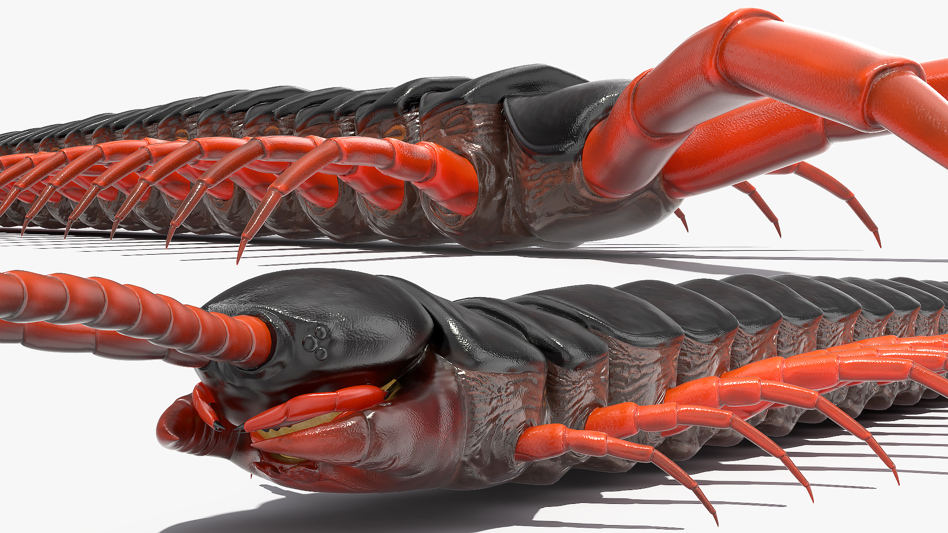 3D model Scolopendra Subspinipes Rigged