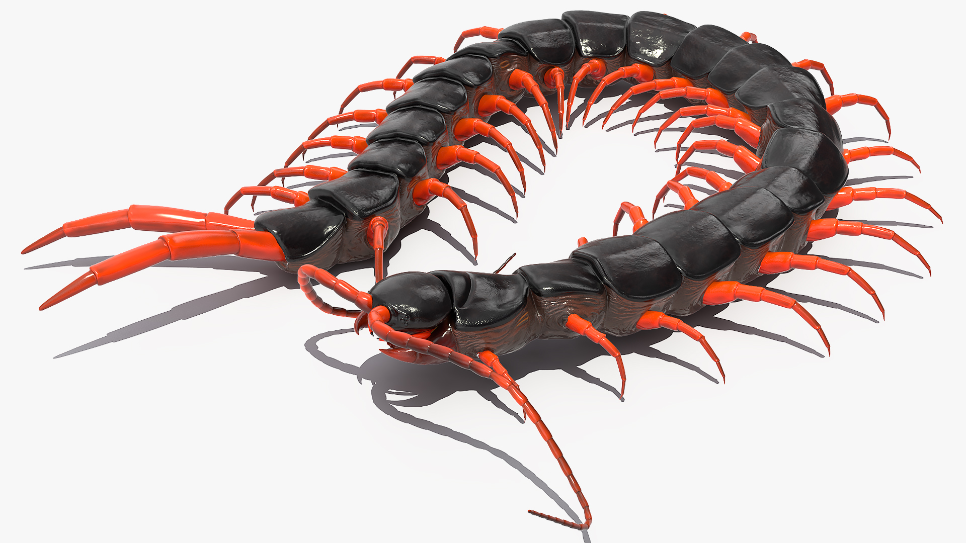 3D model Scolopendra Subspinipes Rigged