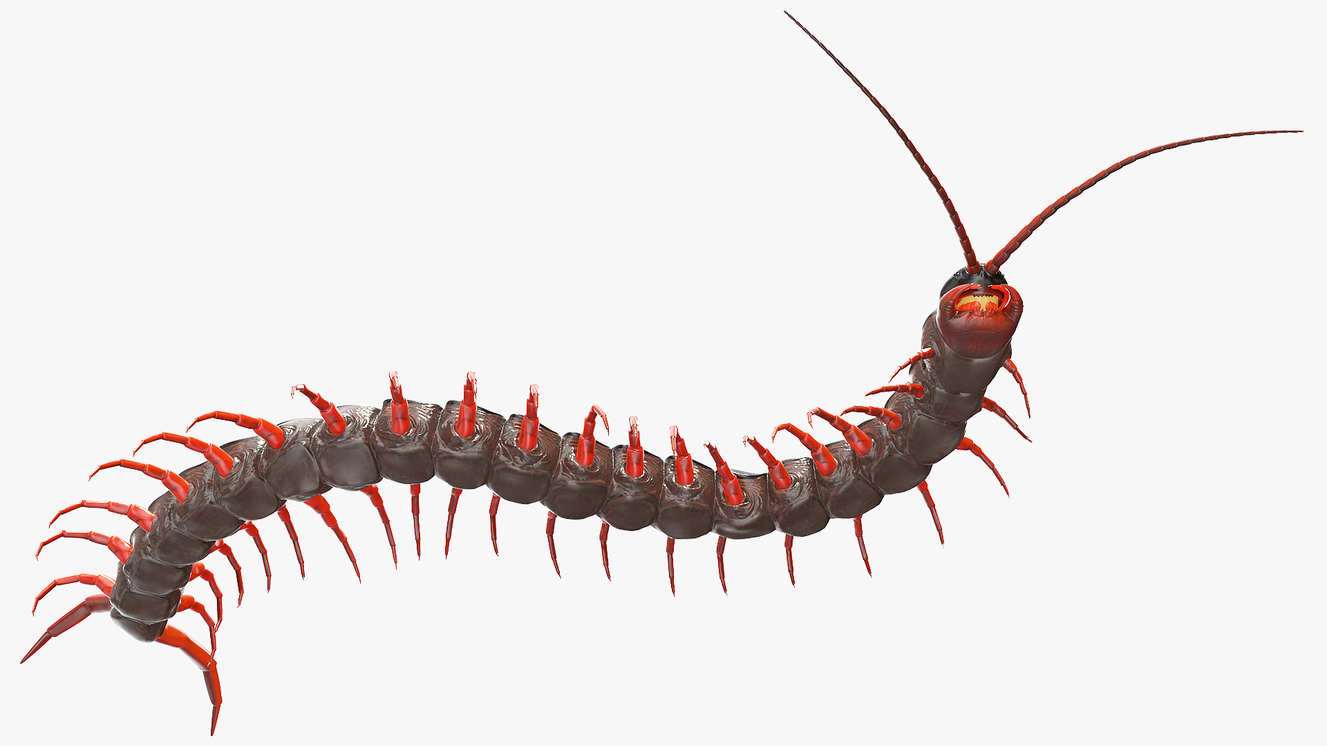 3D model Scolopendra Subspinipes Rigged