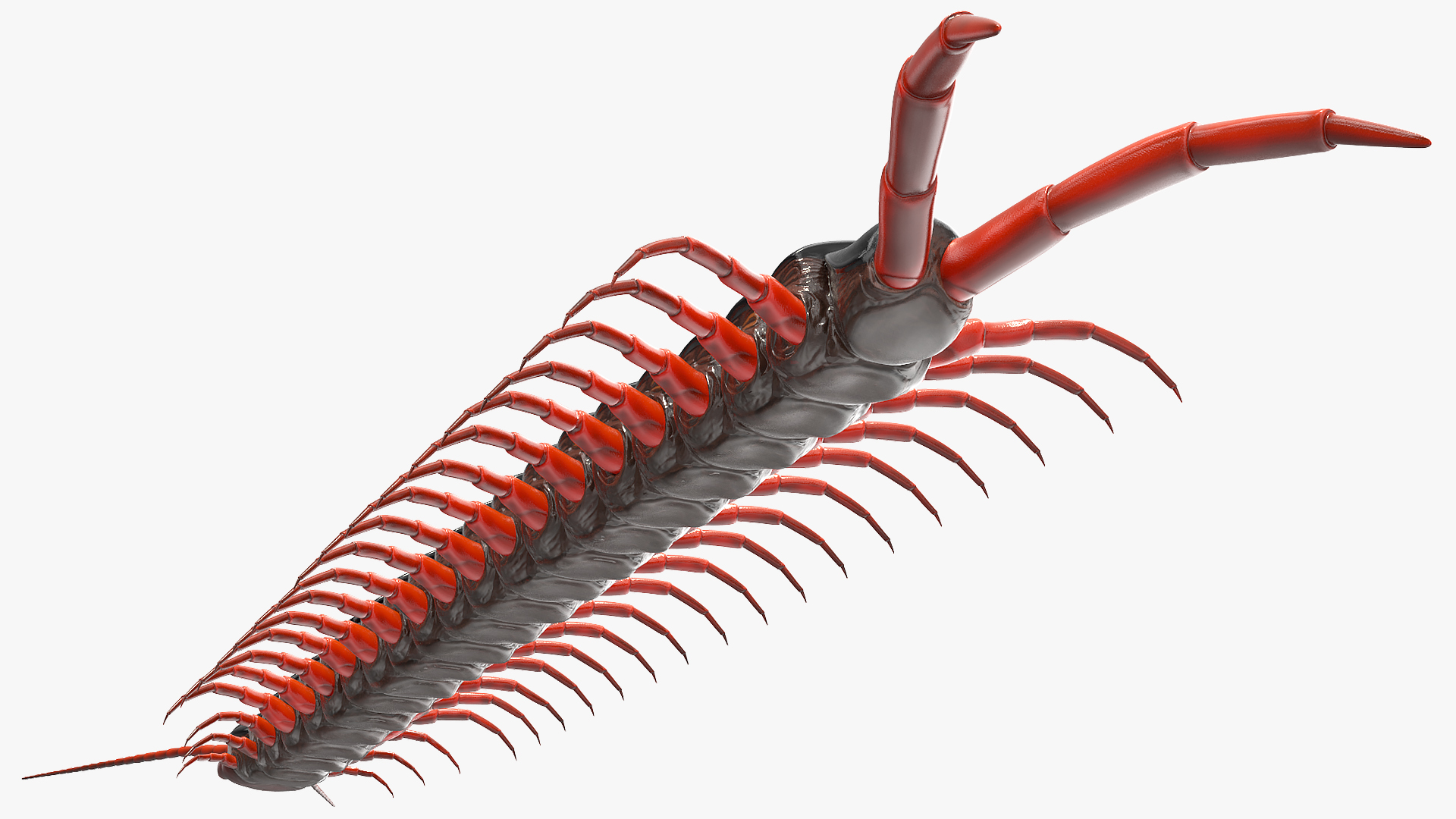 3D model Scolopendra Subspinipes Rigged