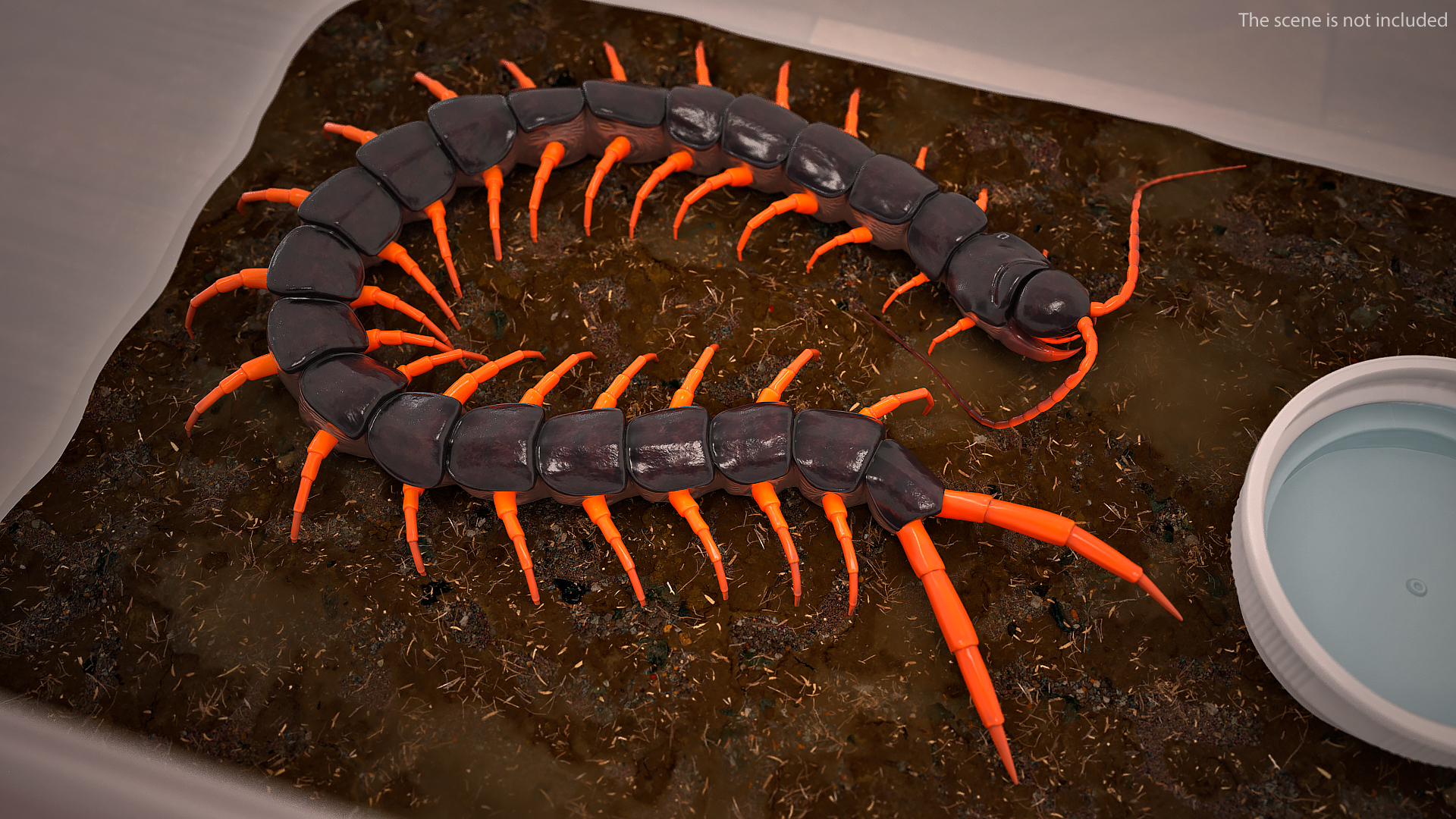 3D model Scolopendra Subspinipes Rigged