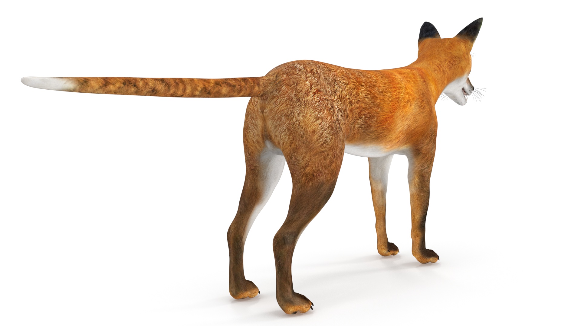 Vulpes Vulpes Basic Pose 3D model