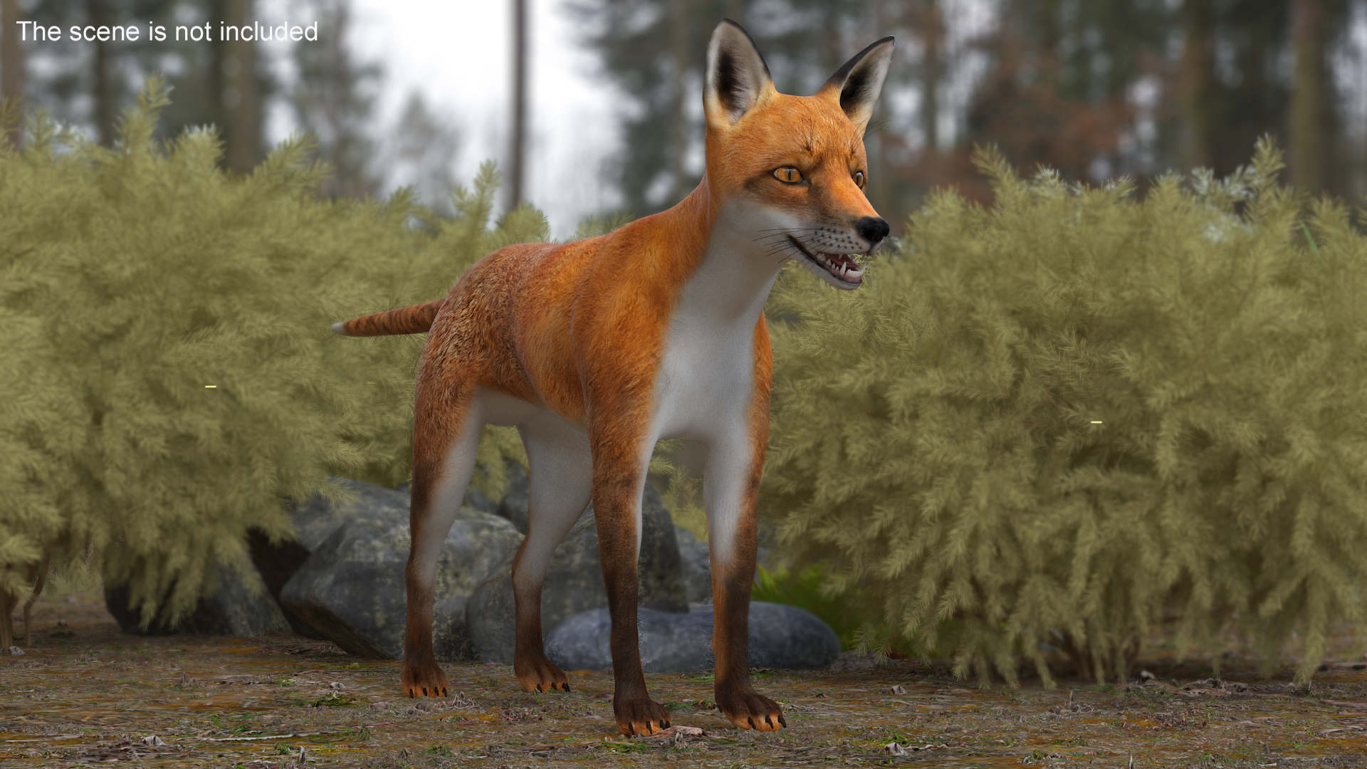 Vulpes Vulpes Basic Pose 3D model