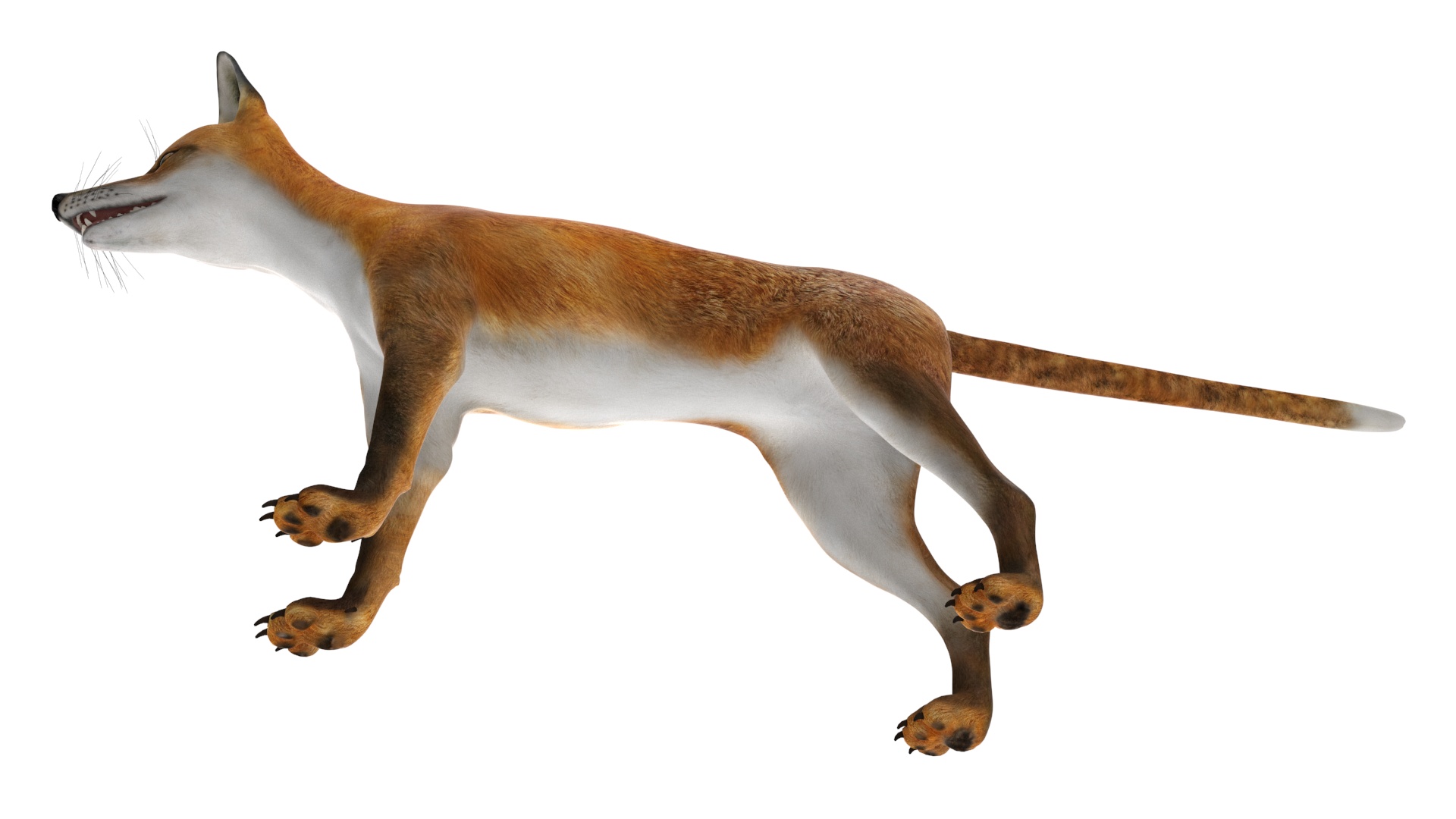 Vulpes Vulpes Basic Pose 3D model