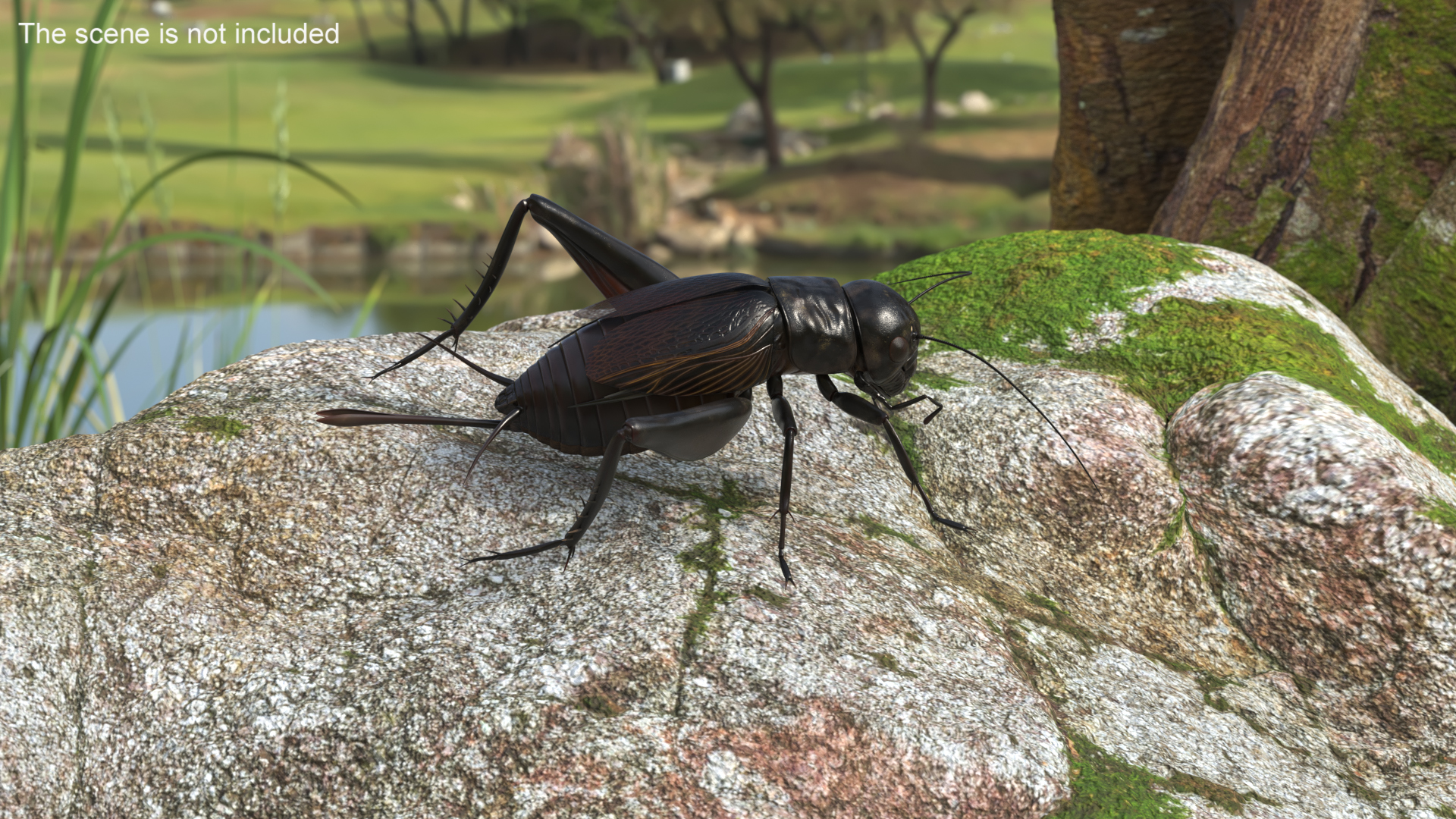 Field Cricket Standart Pose 3D