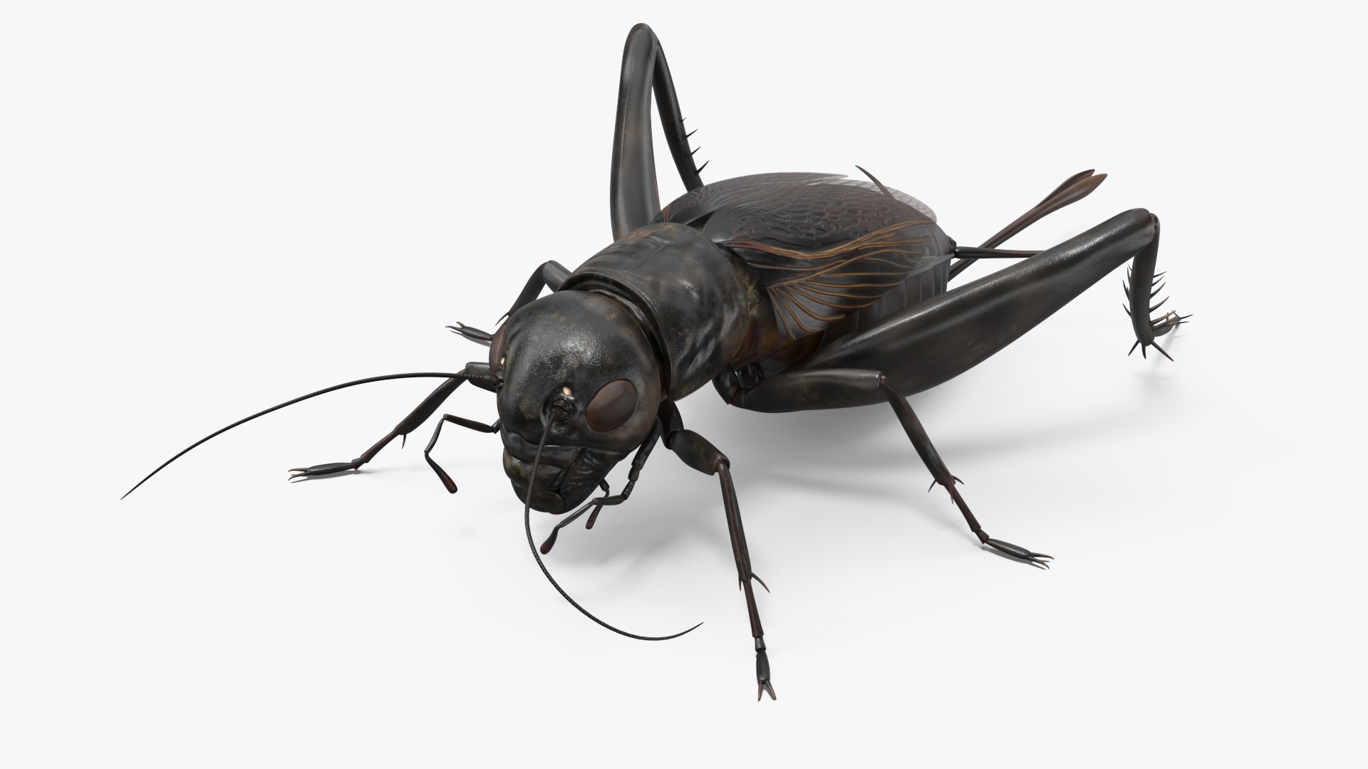 Field Cricket Standart Pose 3D