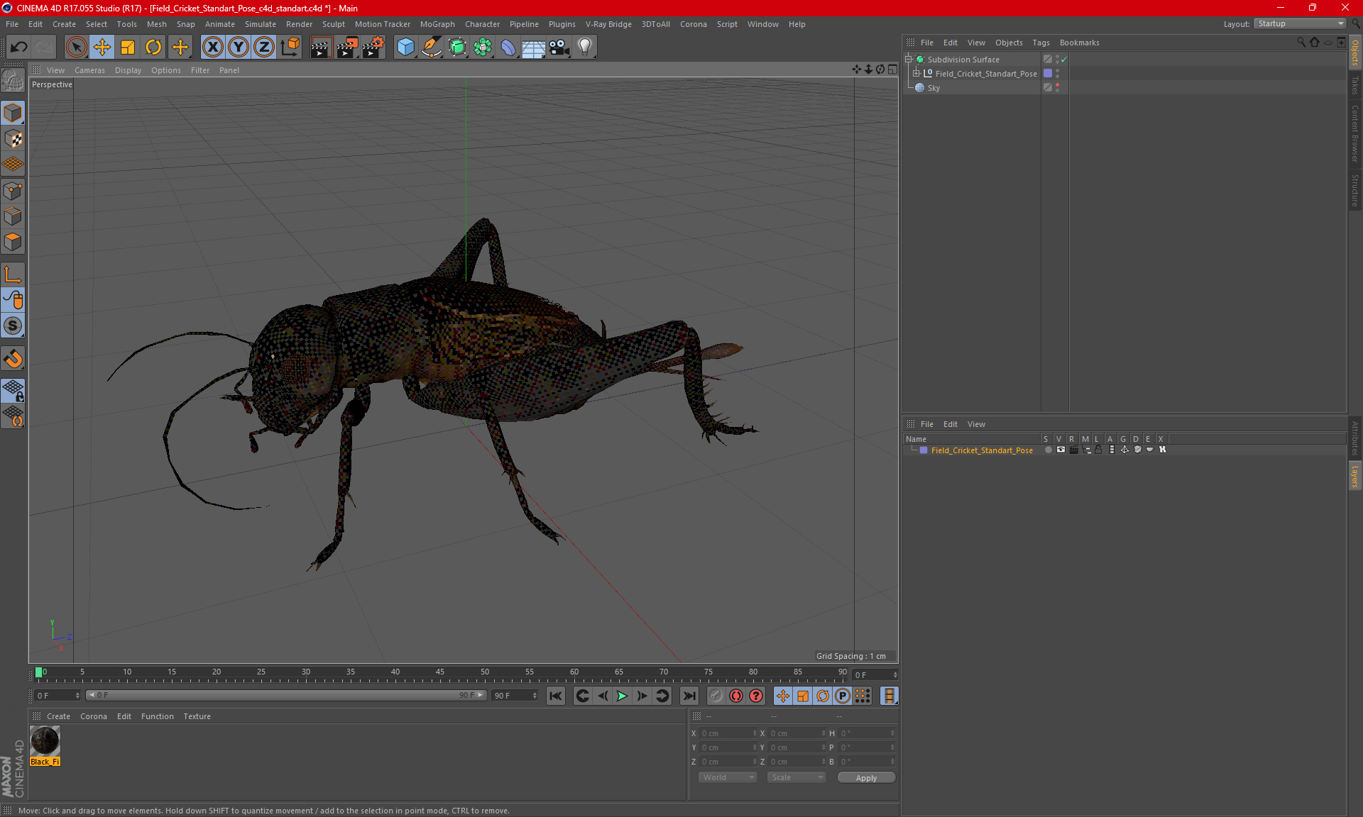 Field Cricket Standart Pose 3D