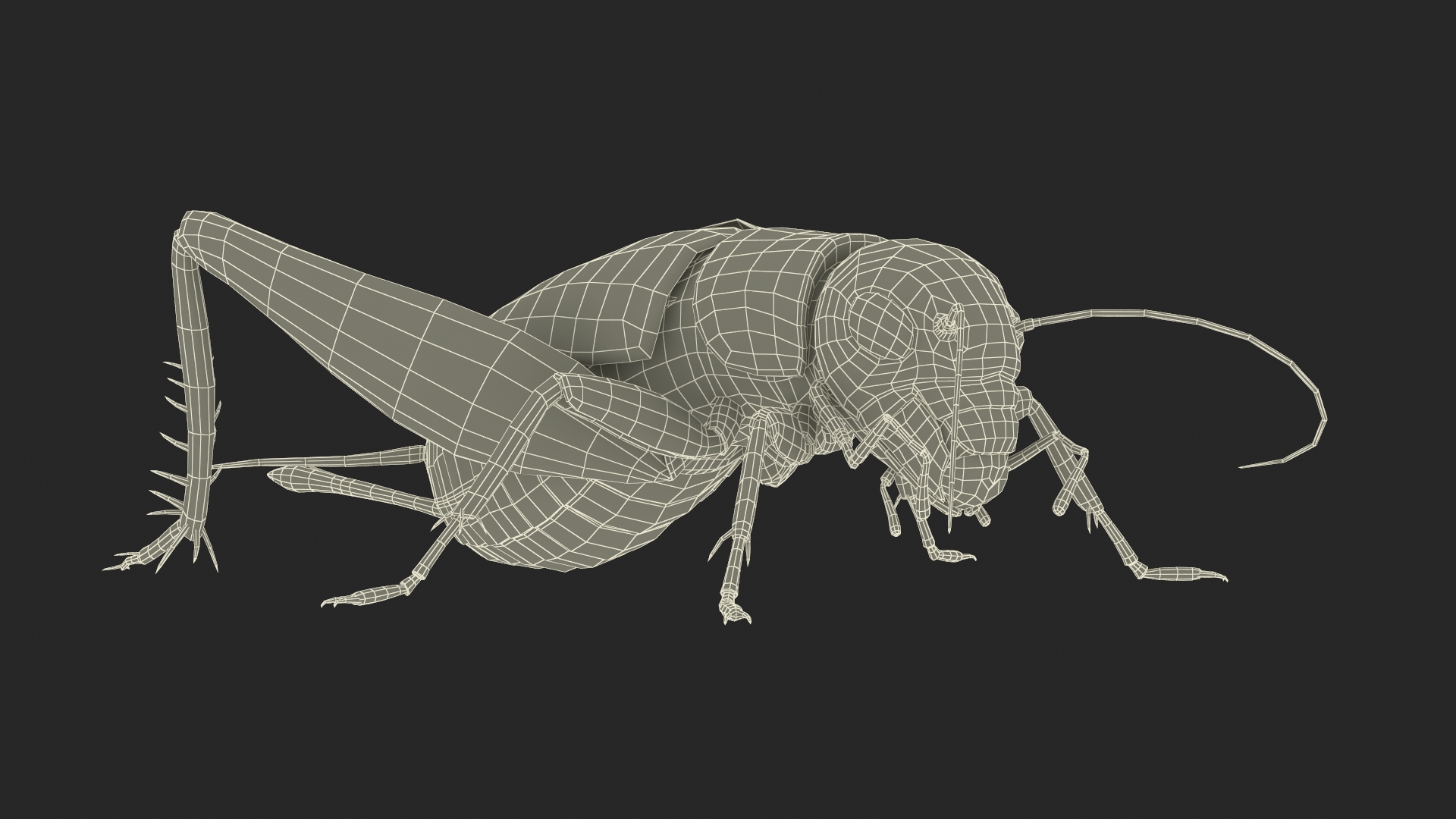 Field Cricket Standart Pose 3D