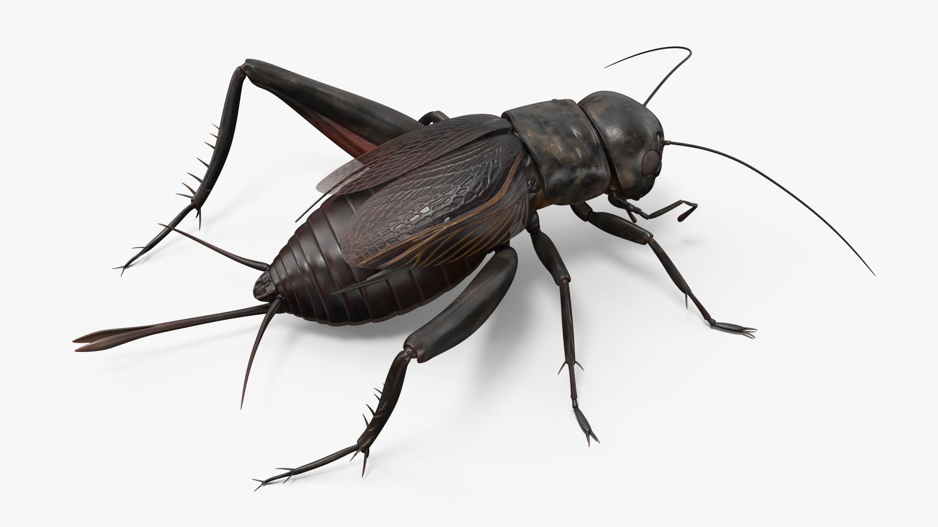 Field Cricket Standart Pose 3D