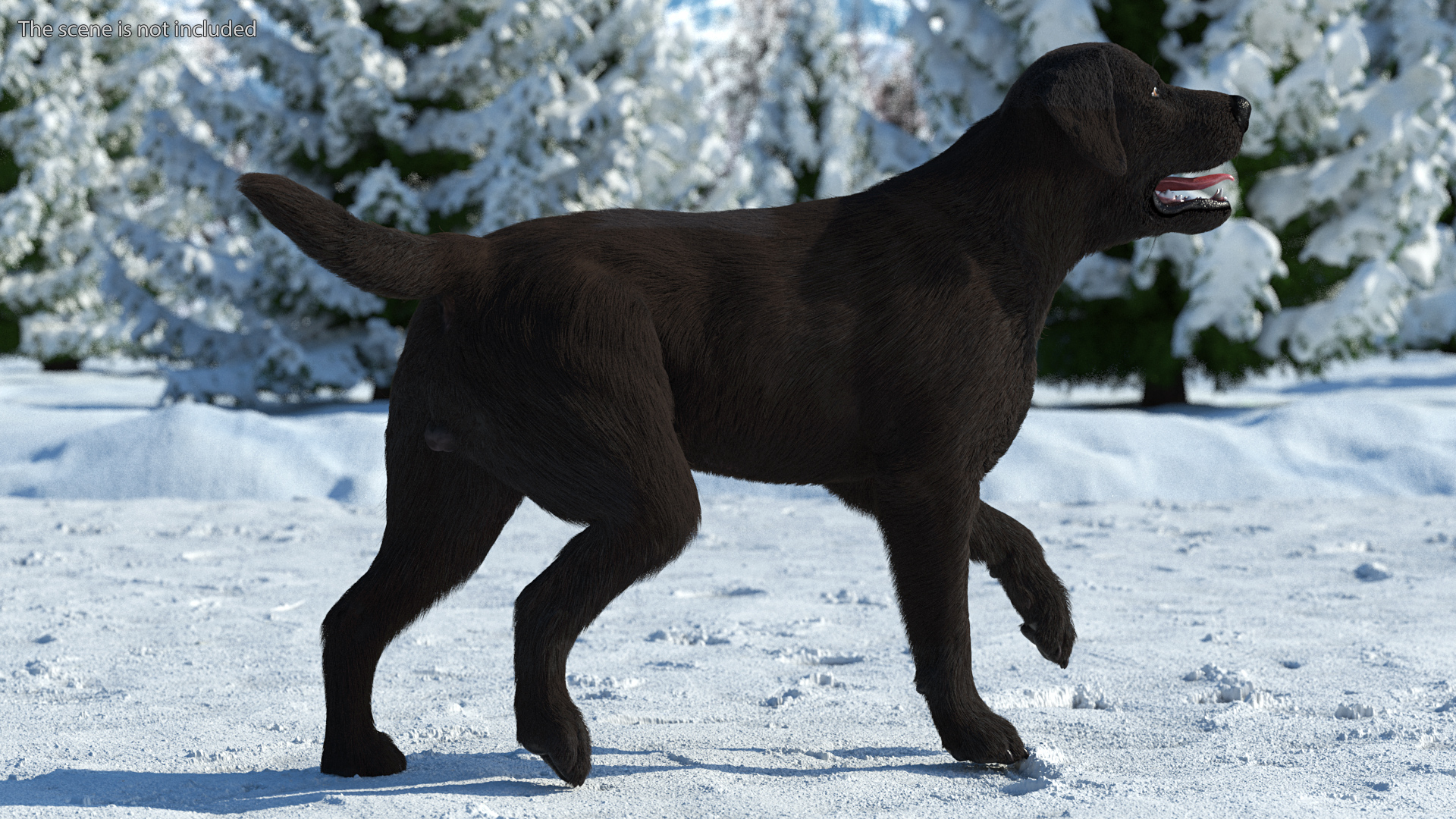 3D model Labrador Dog Black Walking Fur