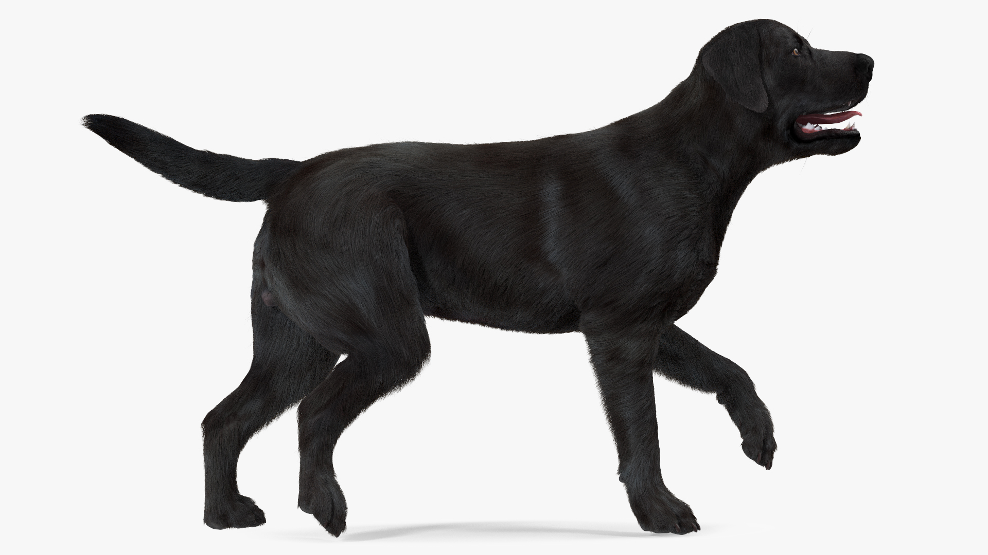 3D model Labrador Dog Black Walking Fur