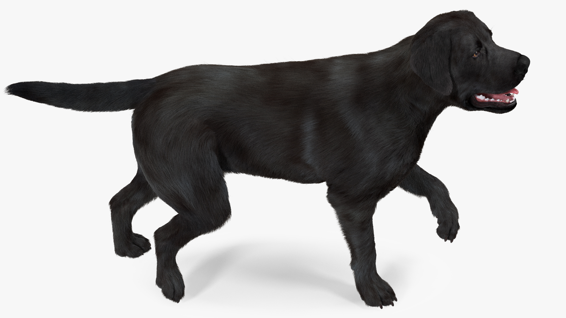 3D model Labrador Dog Black Walking Fur