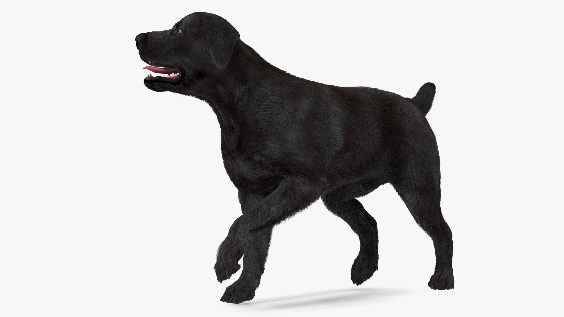 3D model Labrador Dog Black Walking Fur