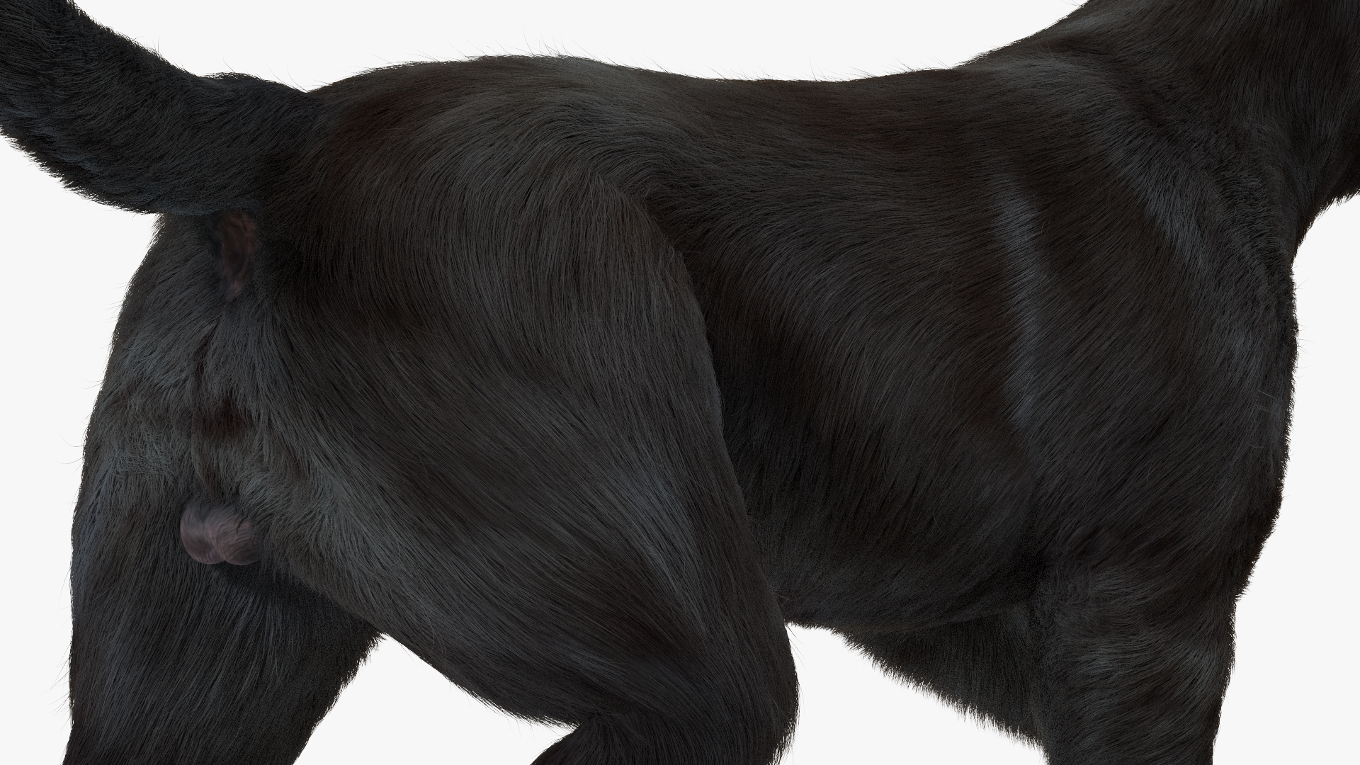 3D model Labrador Dog Black Walking Fur