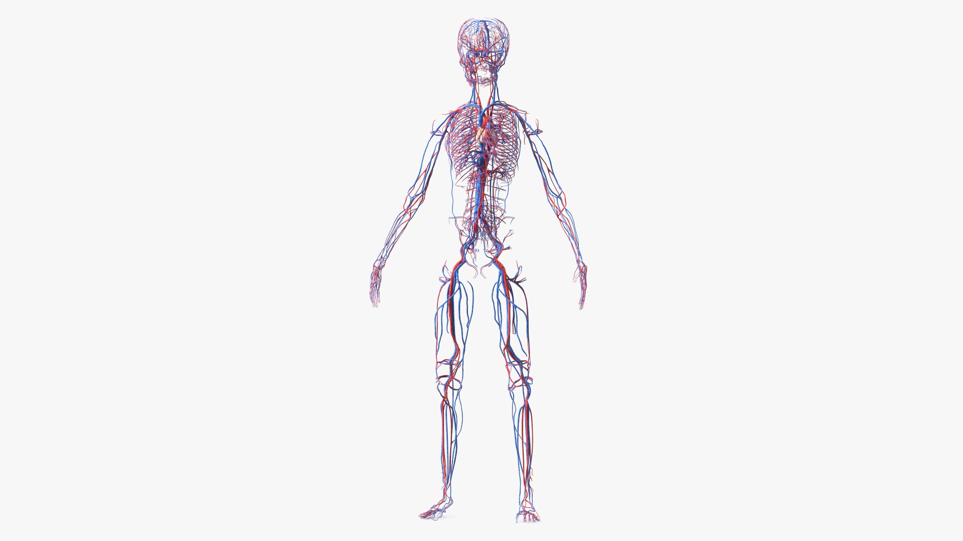 3D Girl Circulatory System model