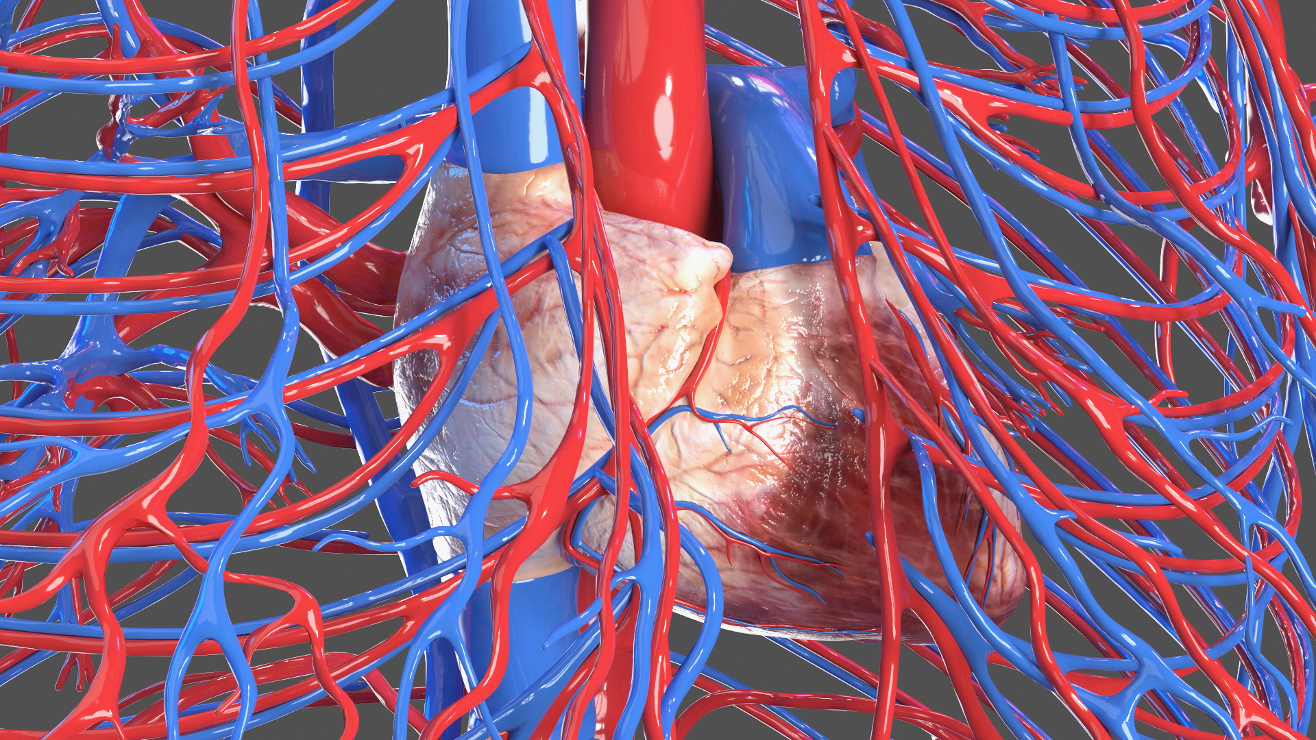 3D Girl Circulatory System model