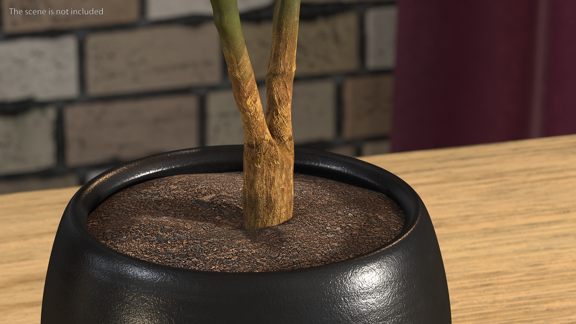 3D Rubber Tree Ruby in Pot model