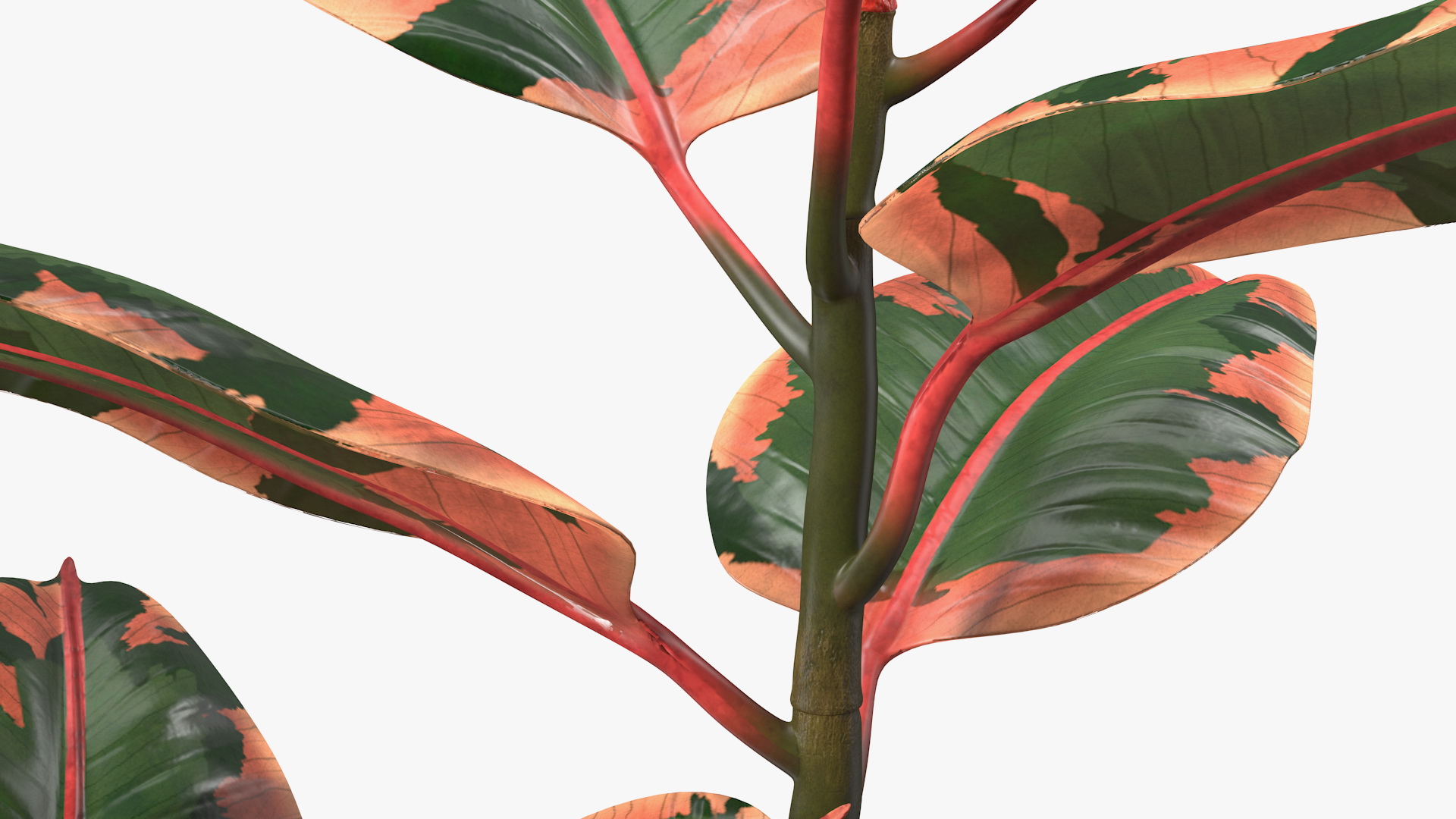 3D Rubber Tree Ruby in Pot model