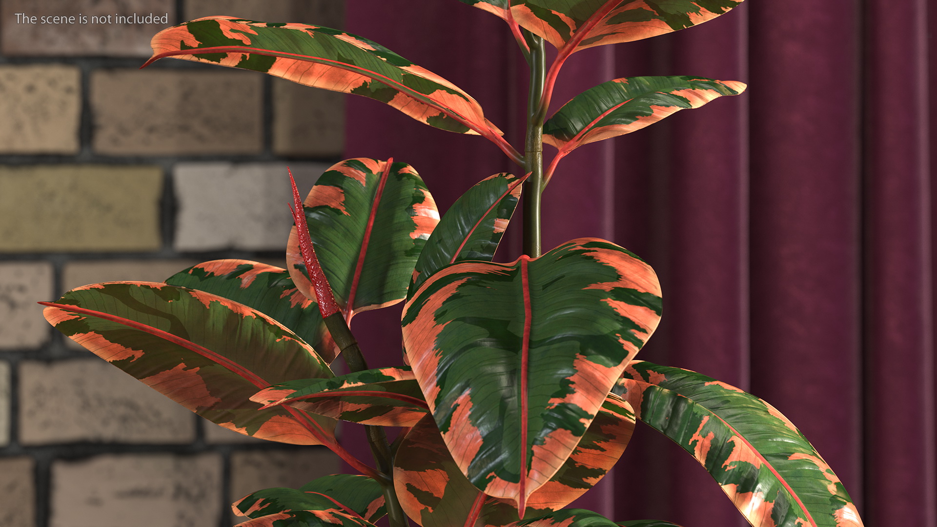 3D Rubber Tree Ruby in Pot model