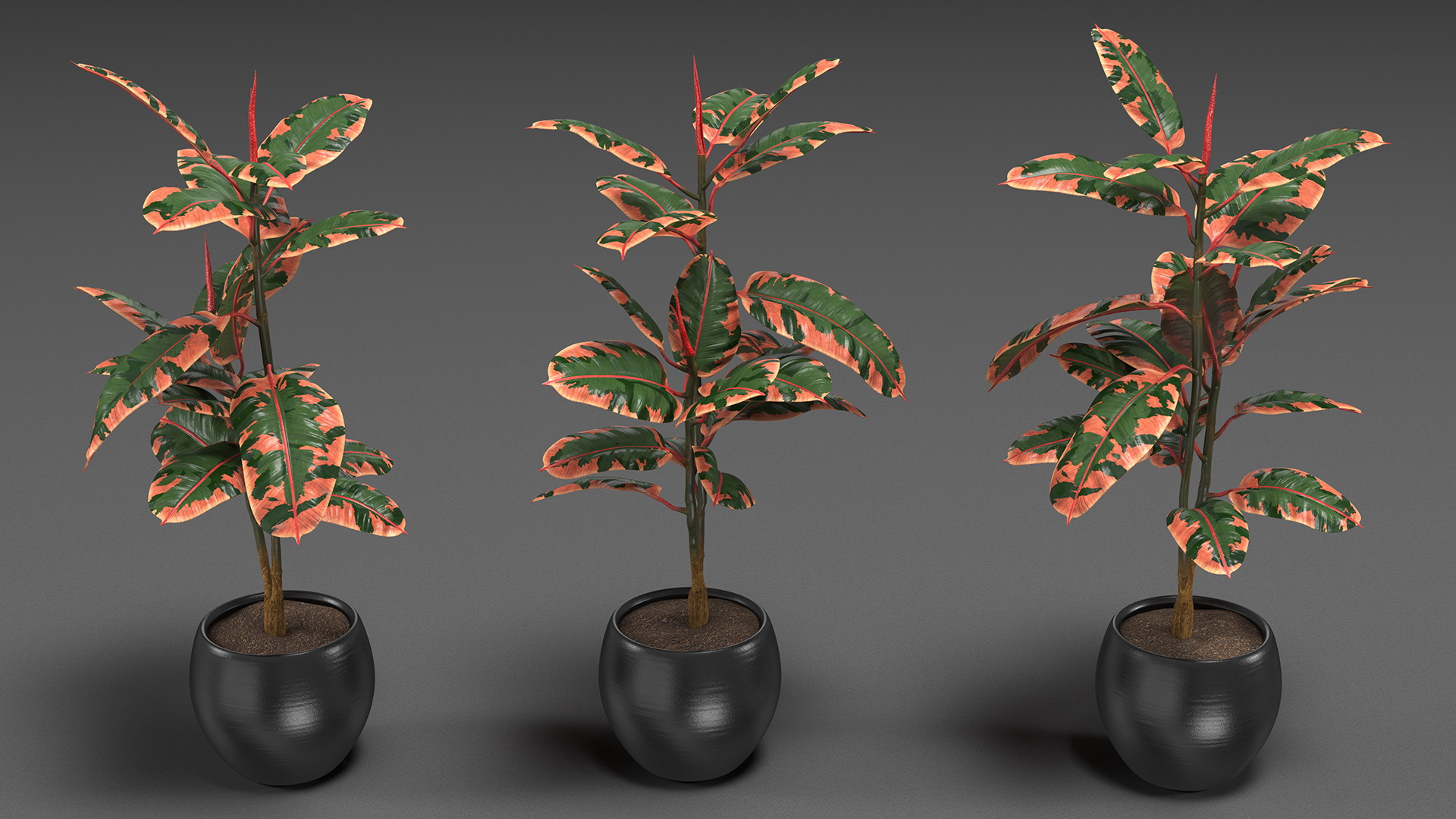 3D Rubber Tree Ruby in Pot model