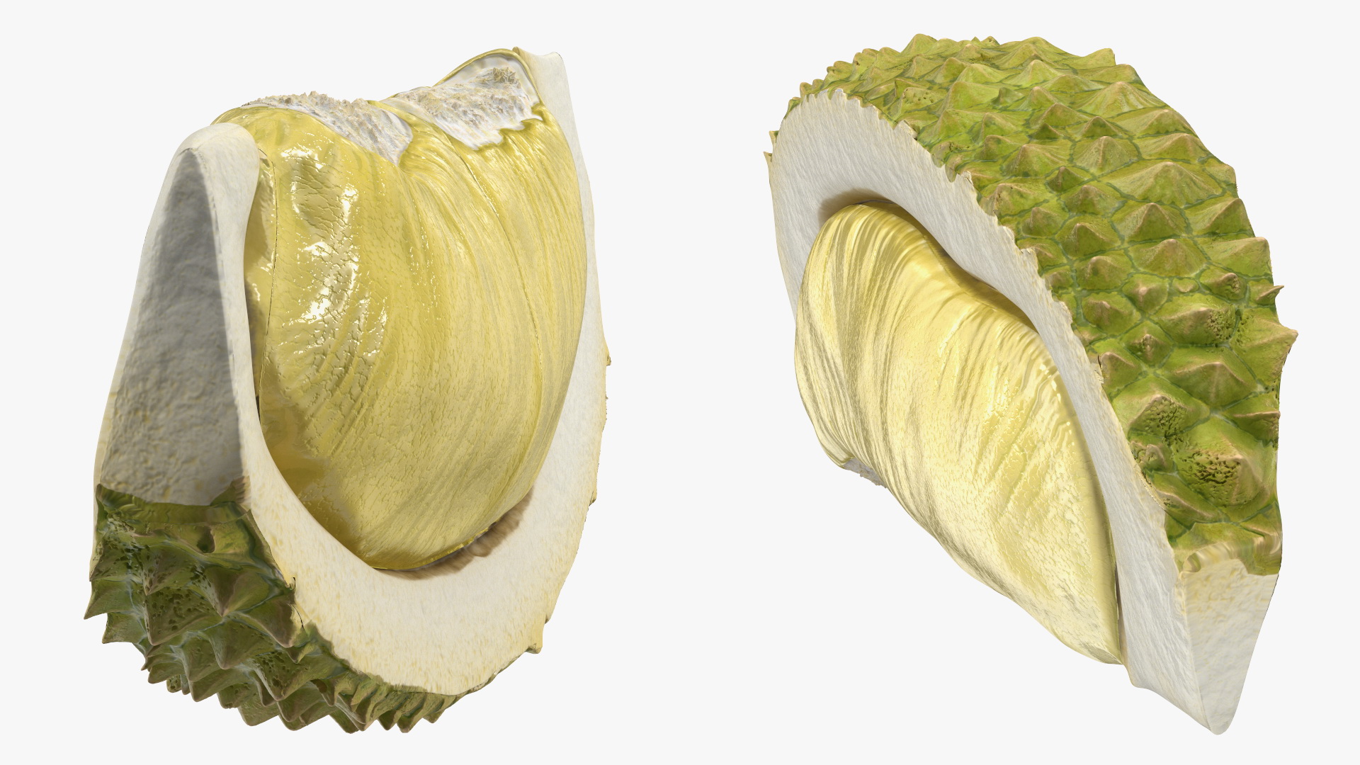 3D model Fresh Riped Durian Fruit Slice