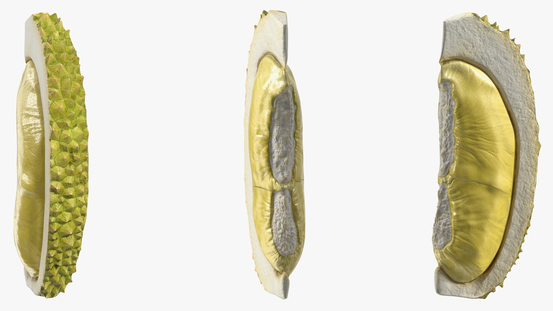 3D model Fresh Riped Durian Fruit Slice