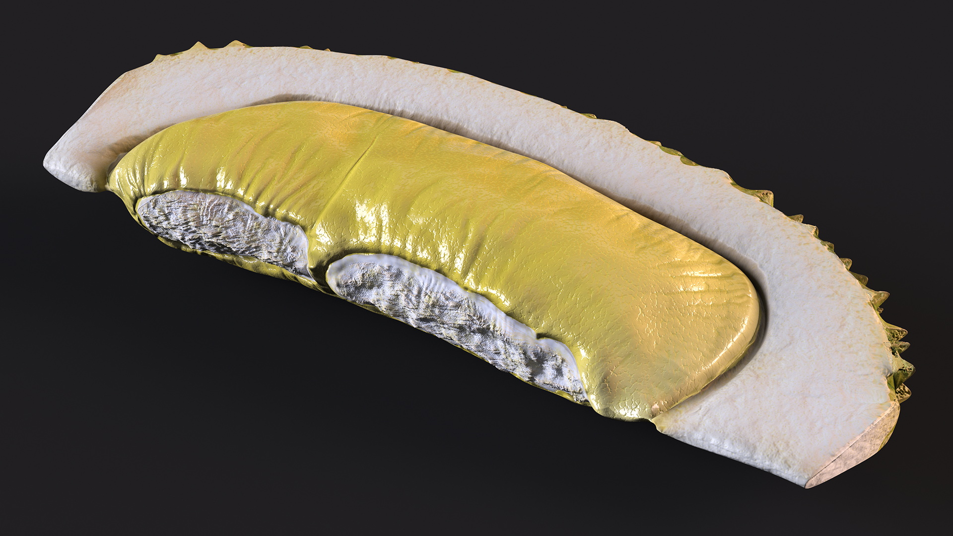 3D model Fresh Riped Durian Fruit Slice