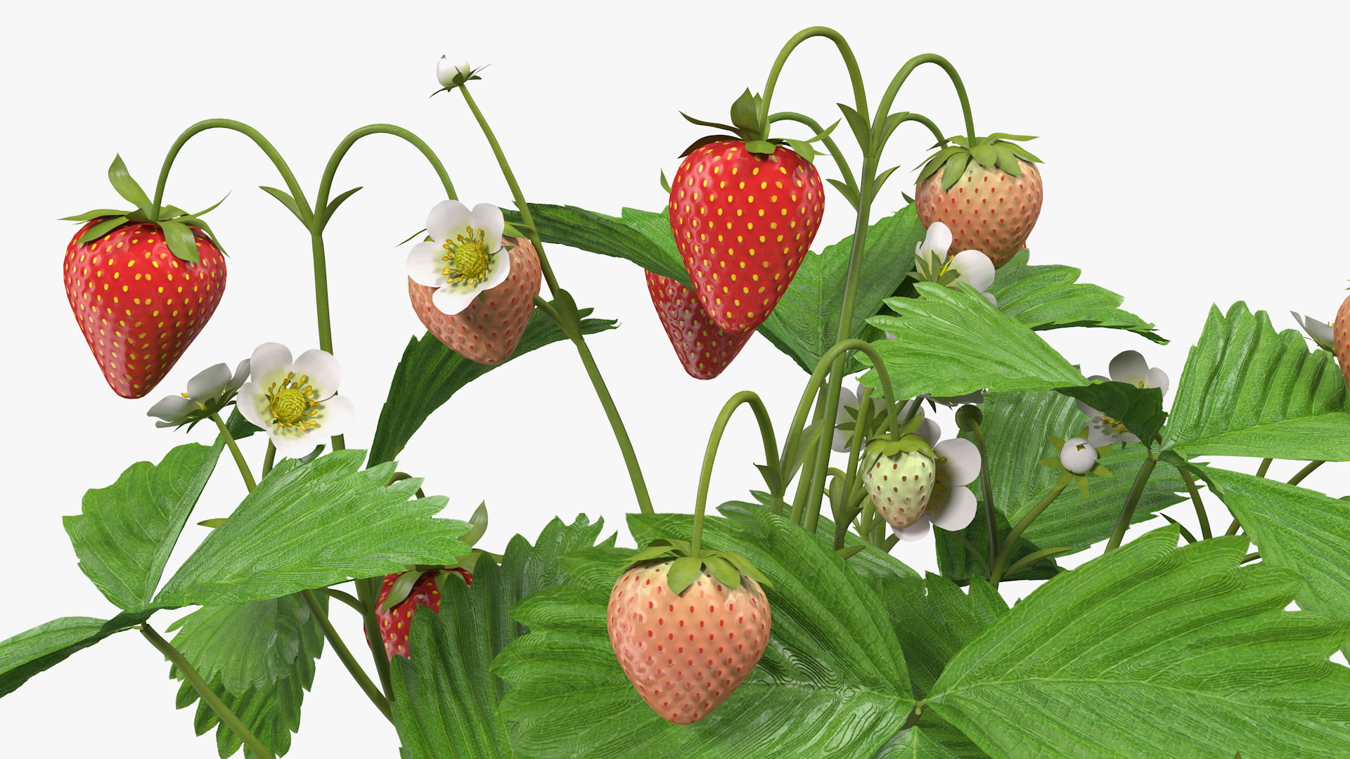 Strawberry Plant with Ripe and Unripe Fruits 3D model