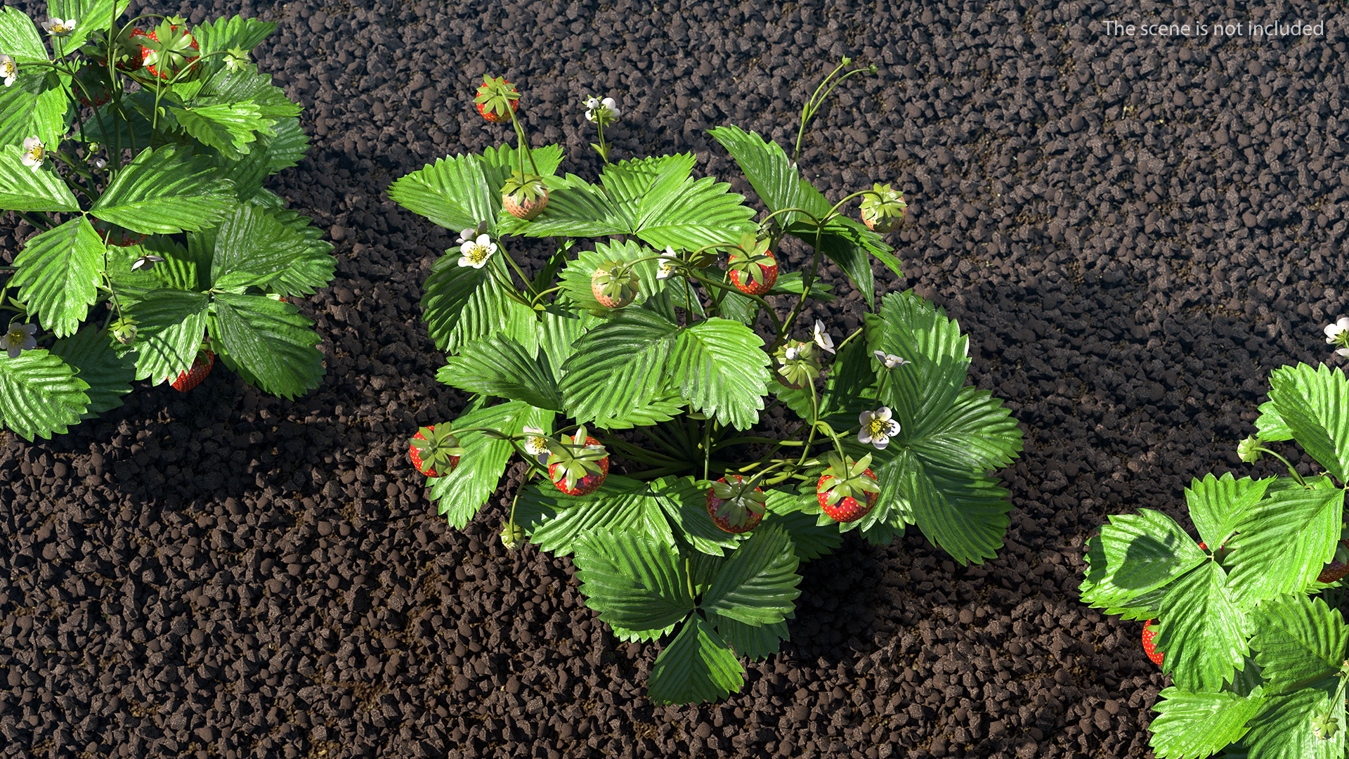 Strawberry Plant with Ripe and Unripe Fruits 3D model