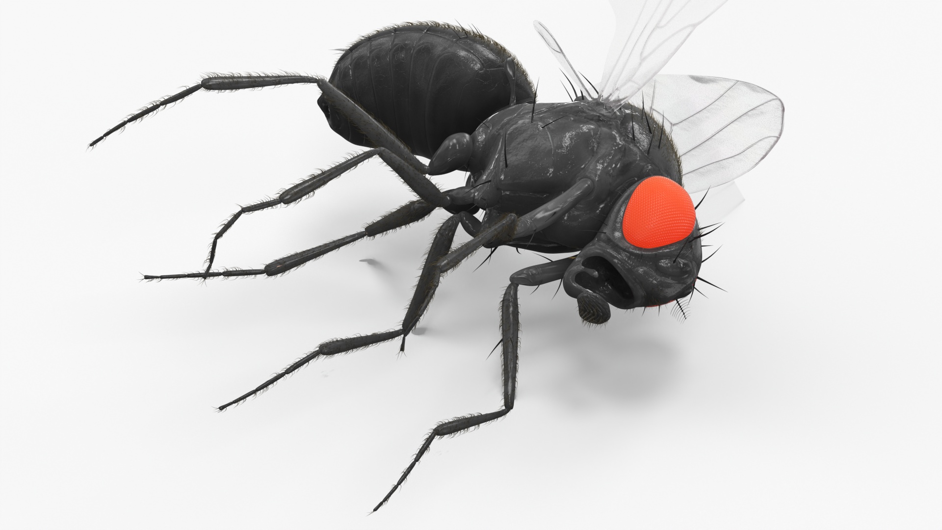 3D Drosophila Melanogaster Dead Black Fur model