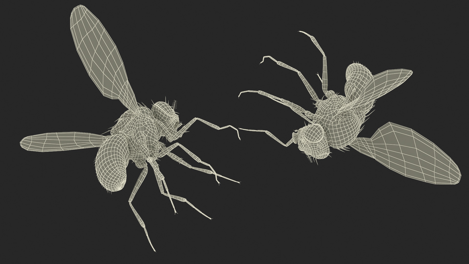 3D Drosophila Melanogaster Dead Black Fur model