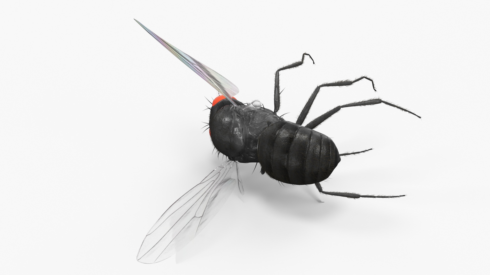 3D Drosophila Melanogaster Dead Black Fur model