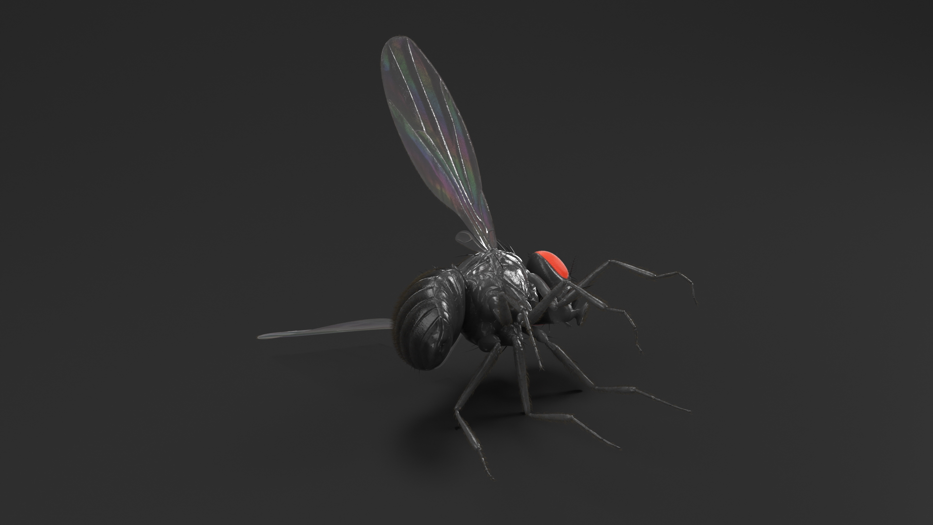 3D Drosophila Melanogaster Dead Black Fur model