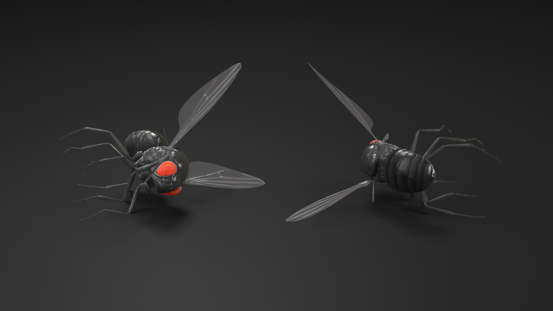 3D Drosophila Melanogaster Dead Black Fur model