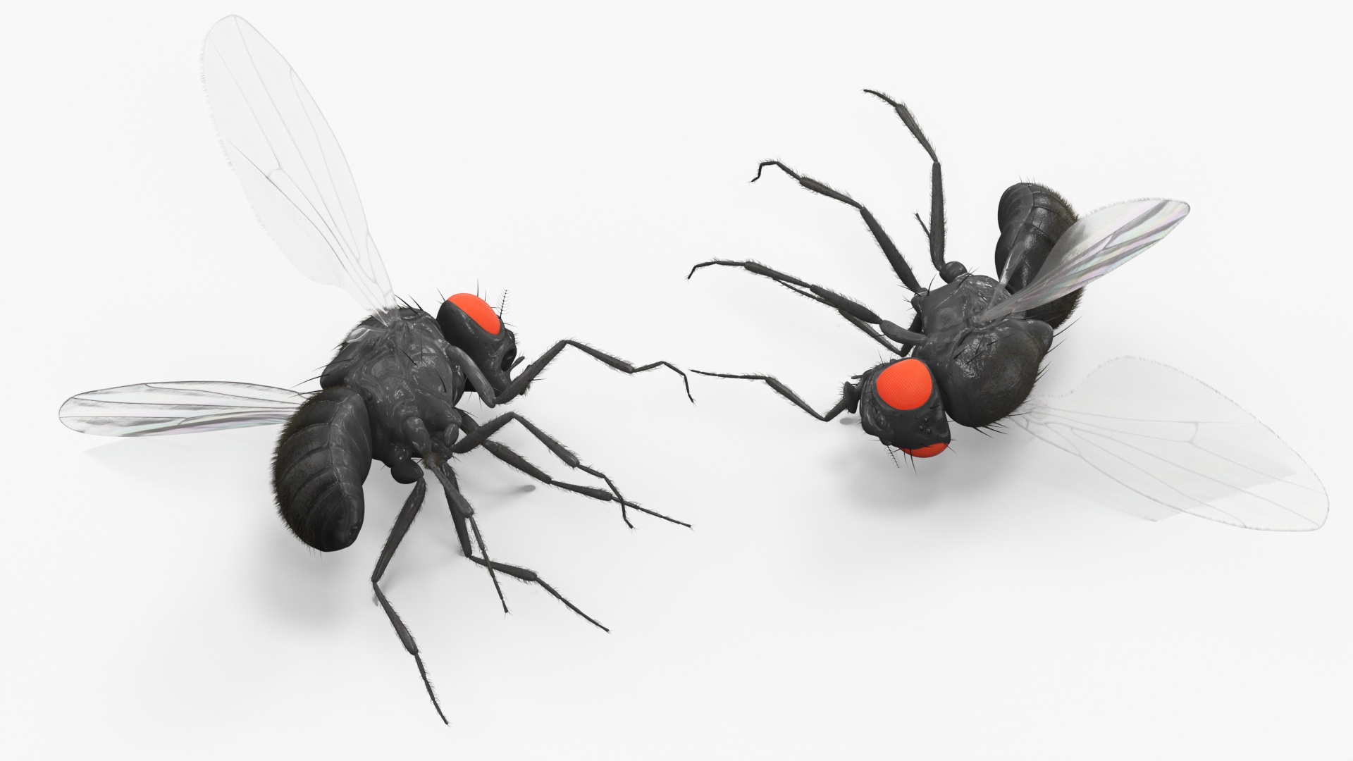 3D Drosophila Melanogaster Dead Black Fur model