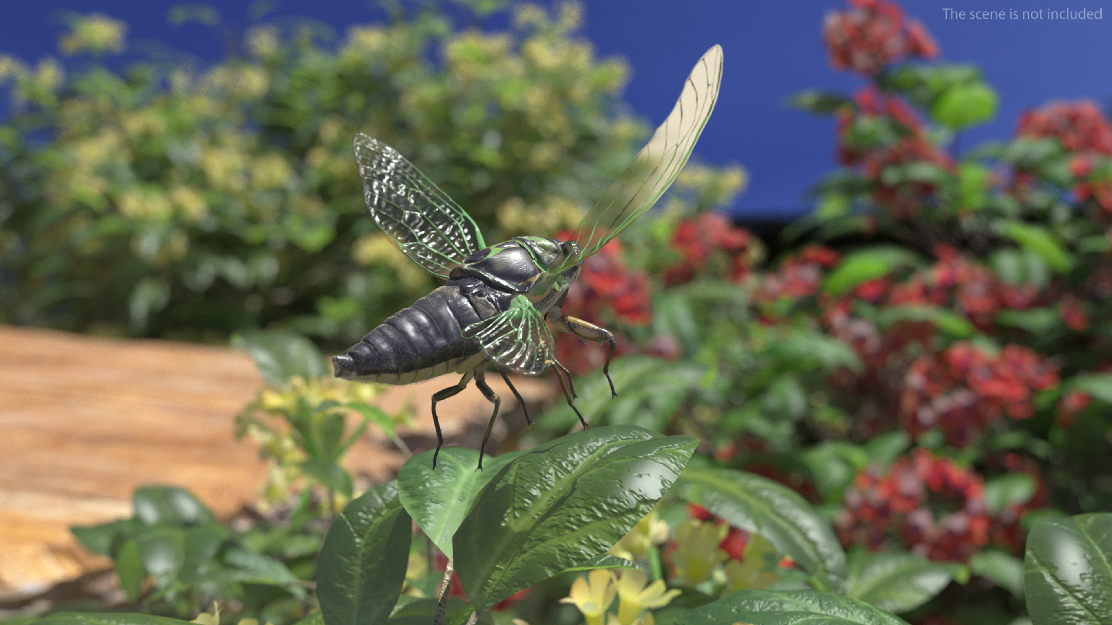 3D Cicada Pose Takeoff Fur model