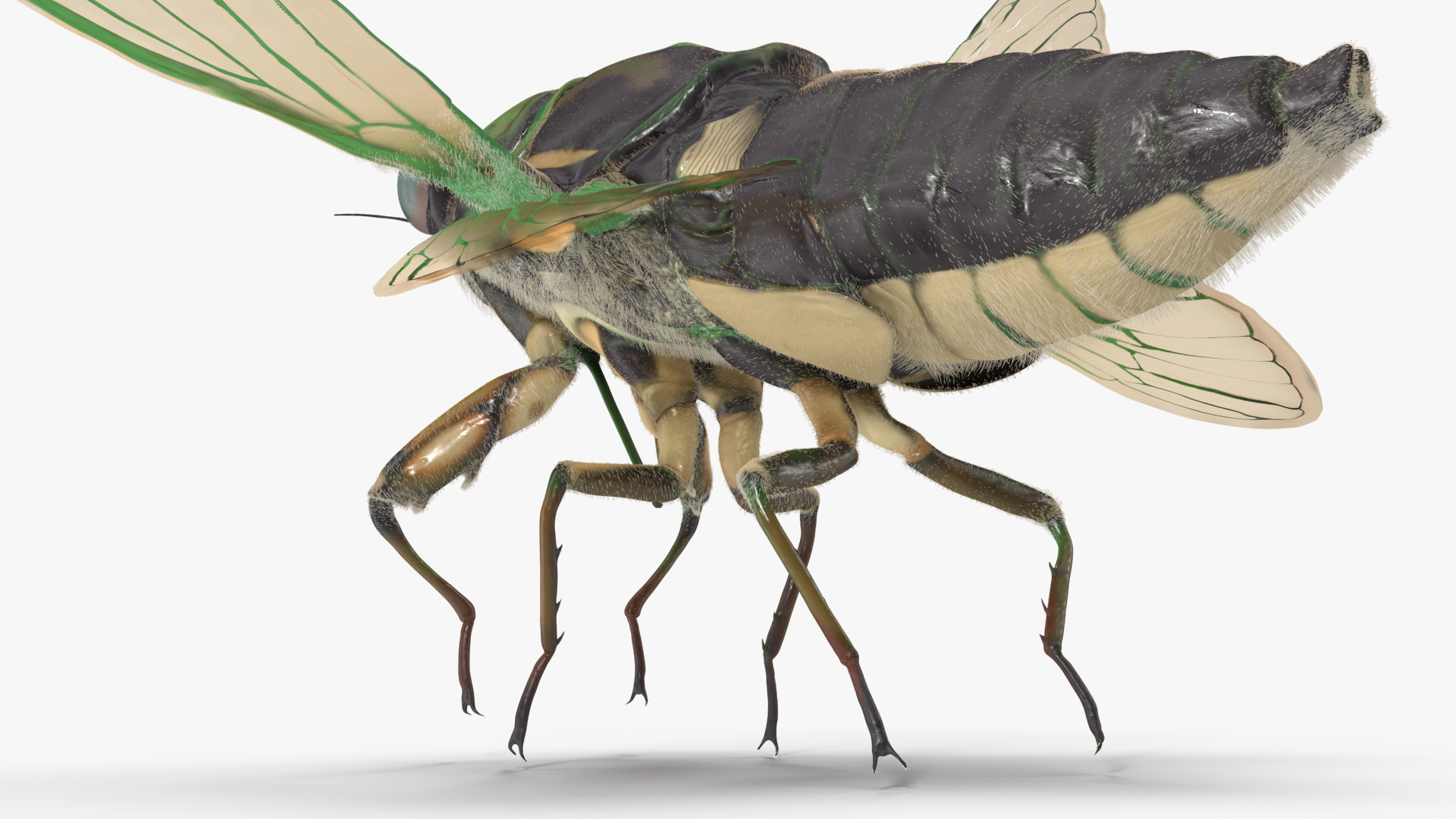 3D Cicada Pose Takeoff Fur model