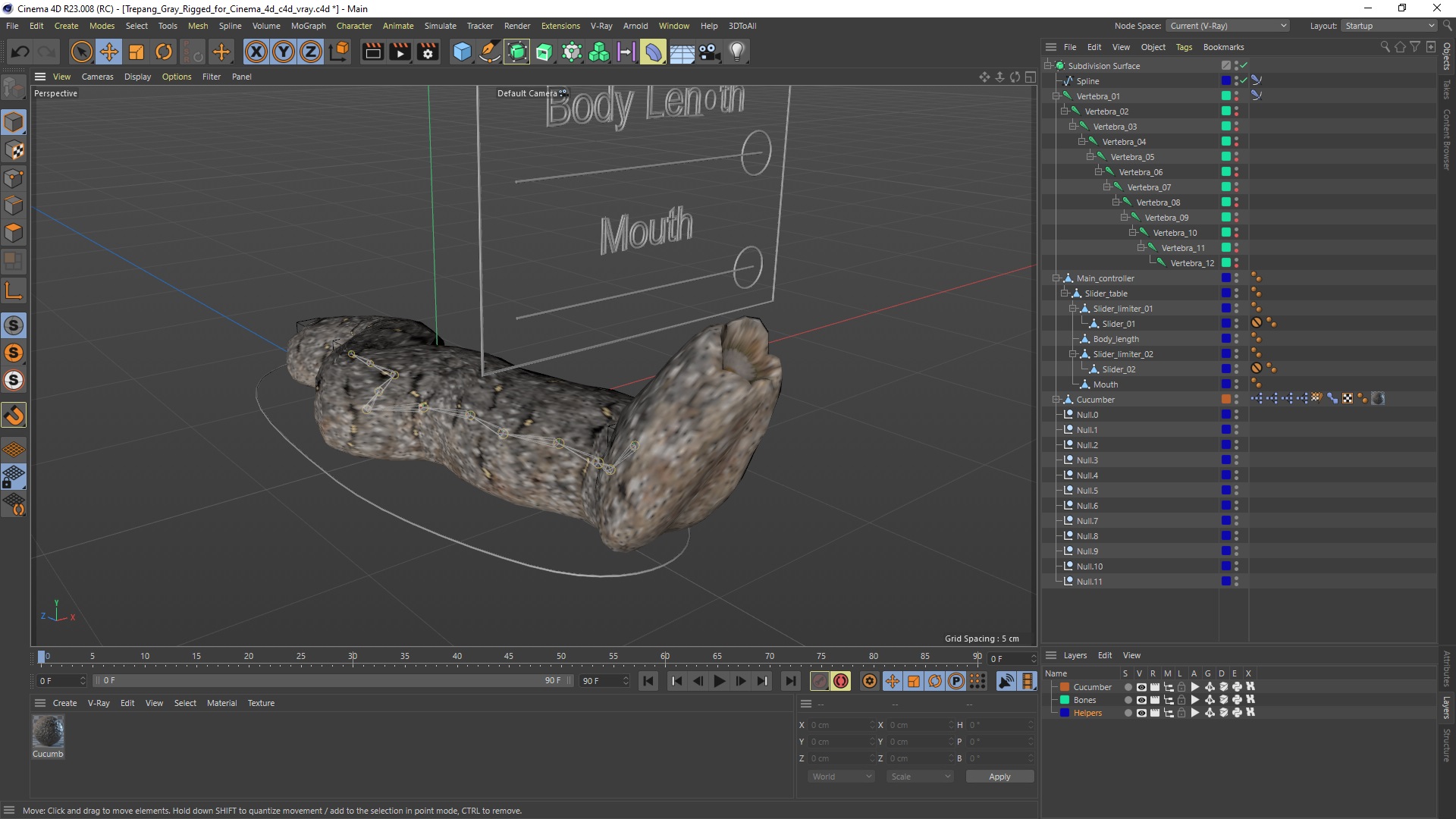 3D Trepang Gray Rigged for Cinema 4D model