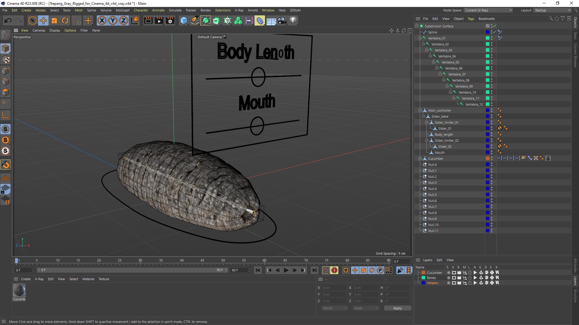 3D Trepang Gray Rigged for Cinema 4D model