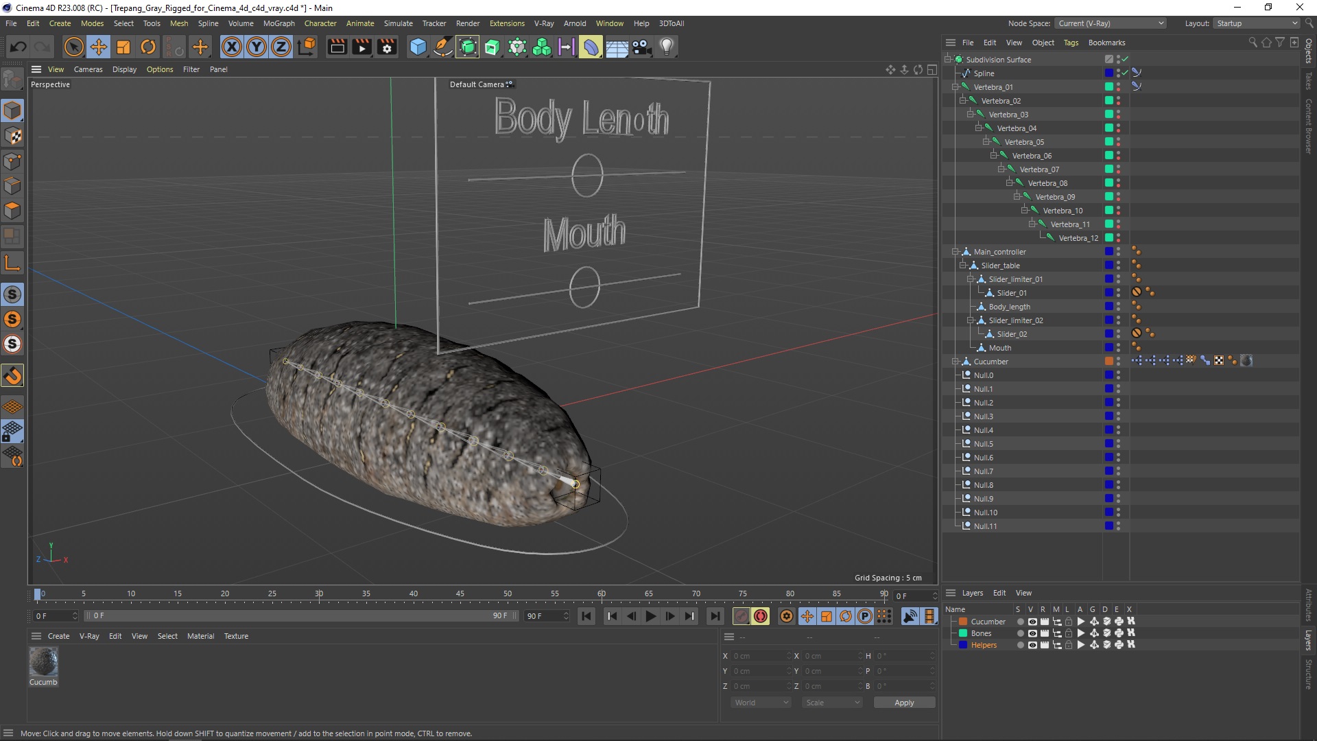 3D Trepang Gray Rigged for Cinema 4D model